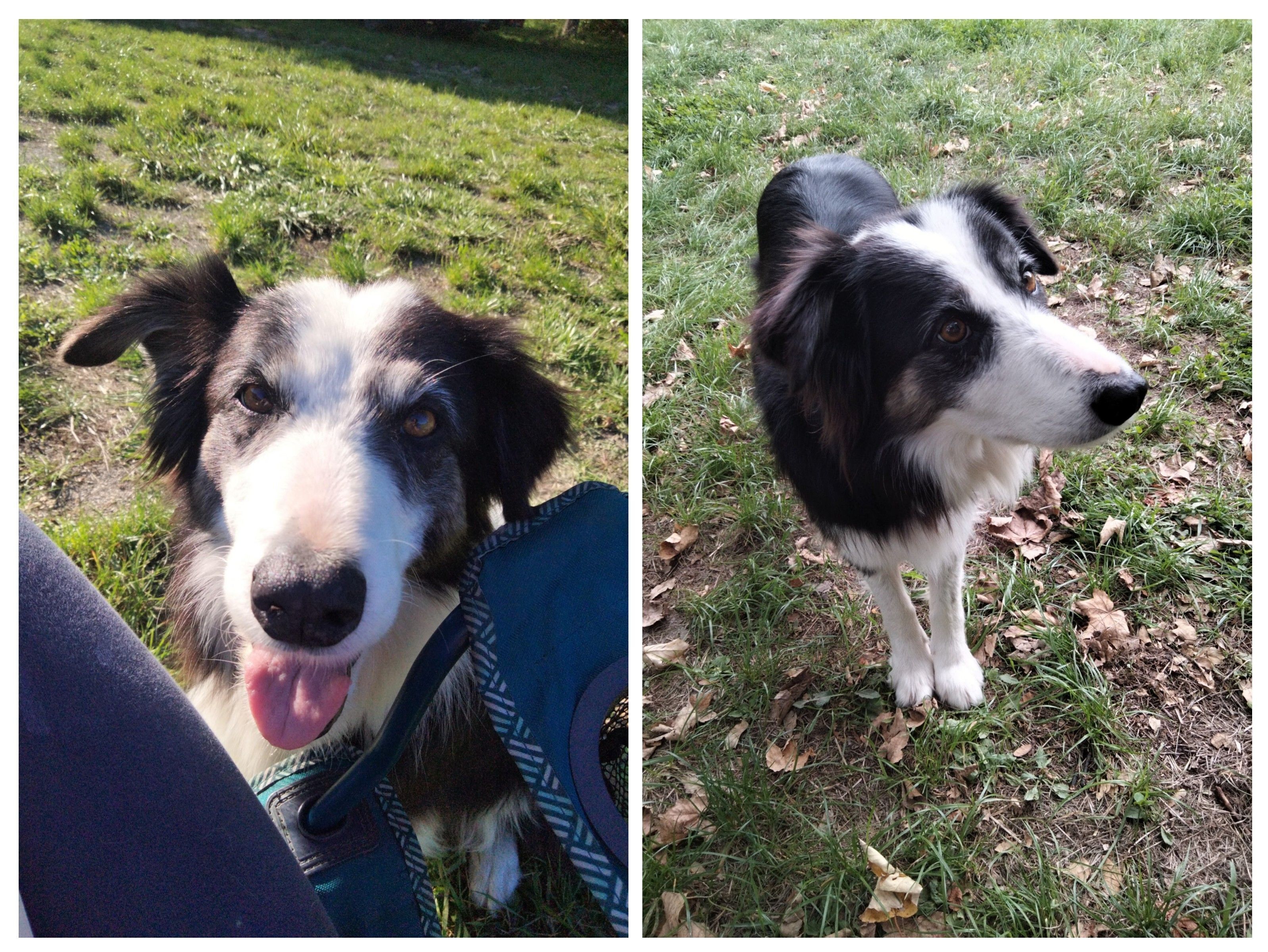 Perro Perdido: Border Collie Sociable