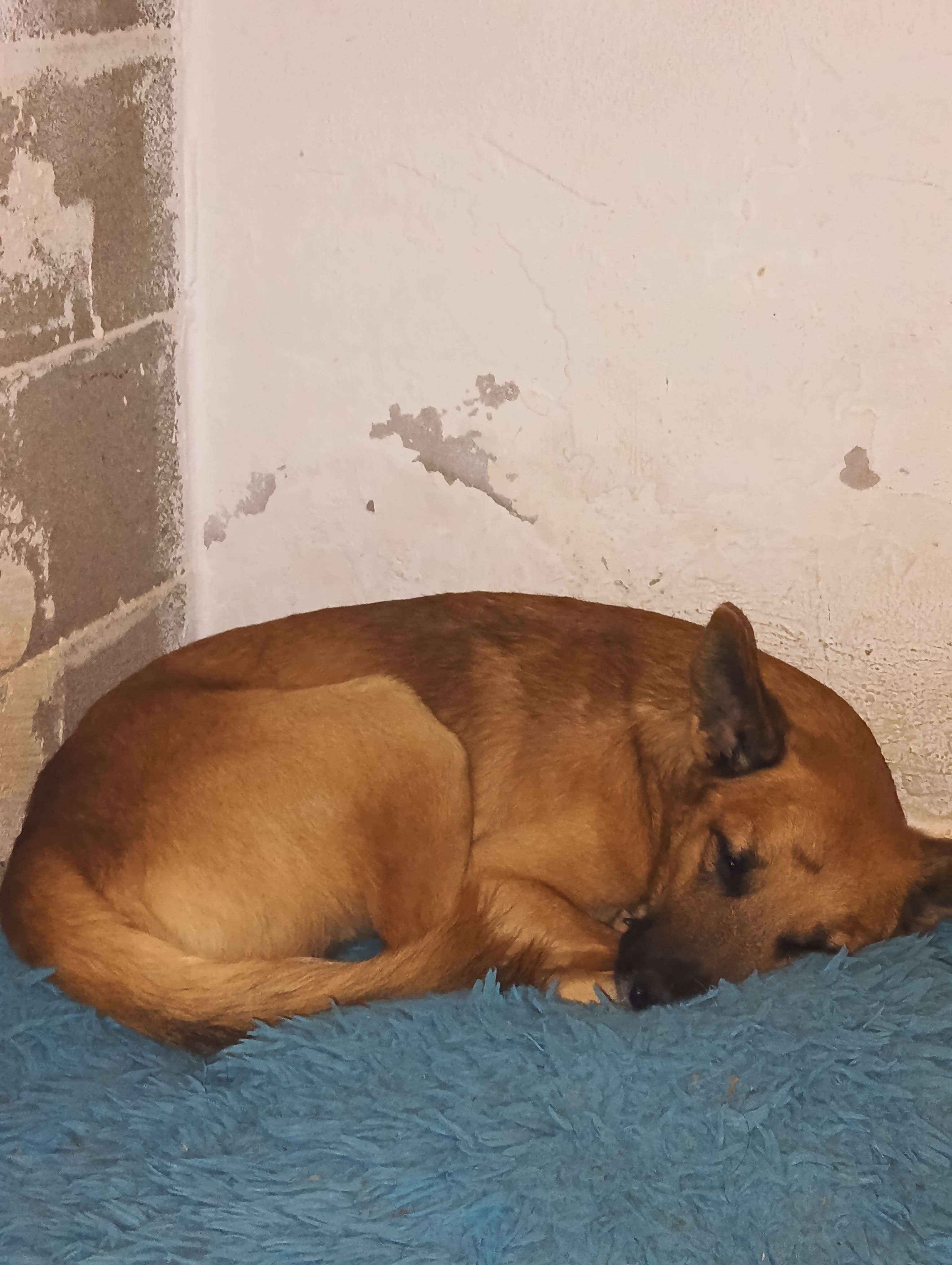 Perro perdido: Zodiak, rubio y juguetón