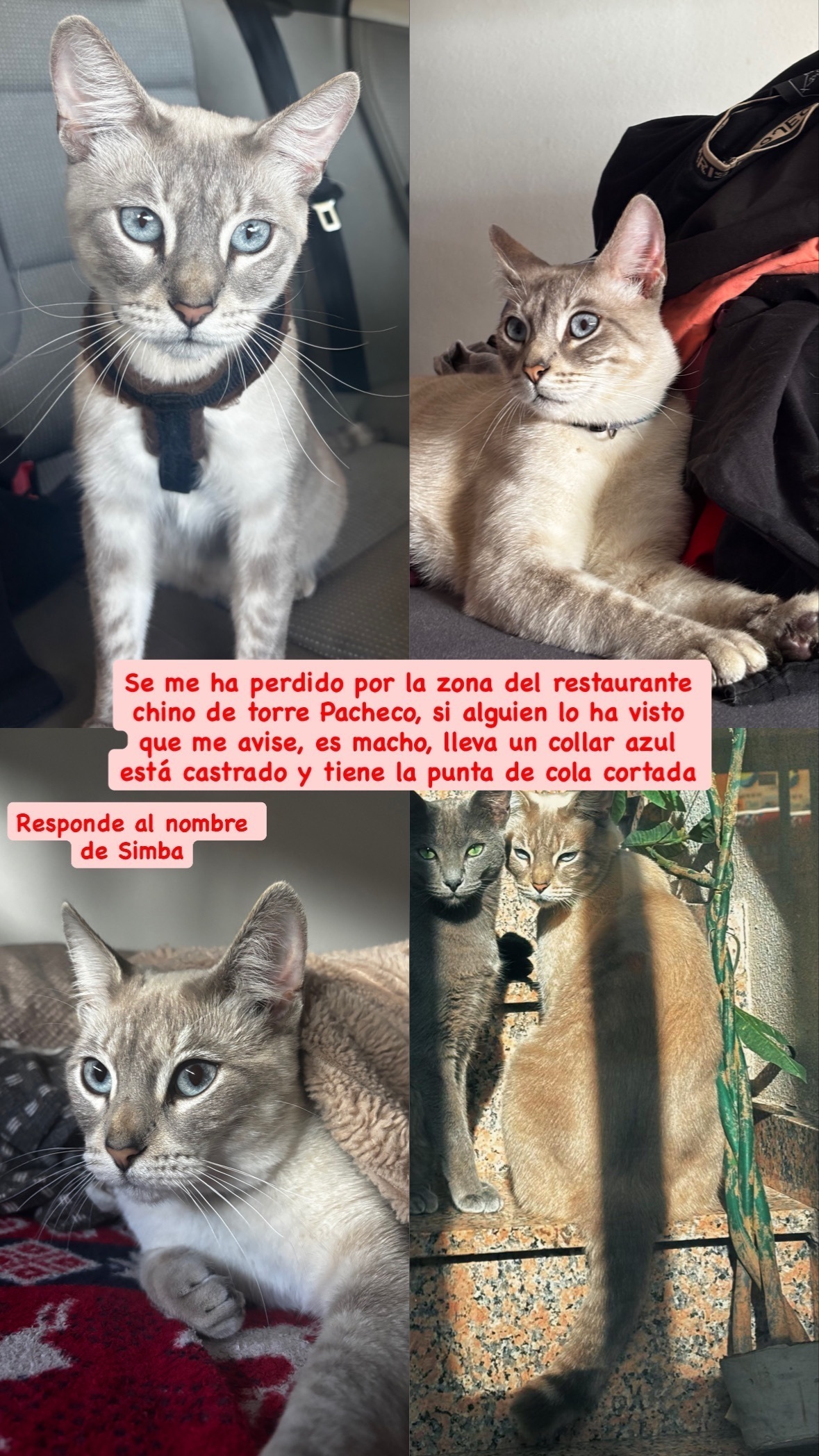 Gato Perdido: Collar Azul, Rabo Cortado