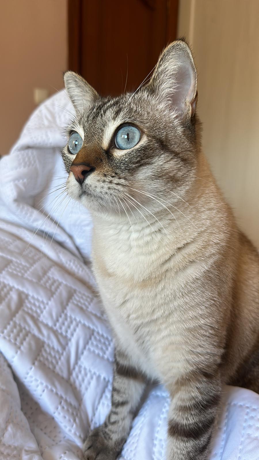 ¡Gato Perdido! Chip y Castrado en Cartagena