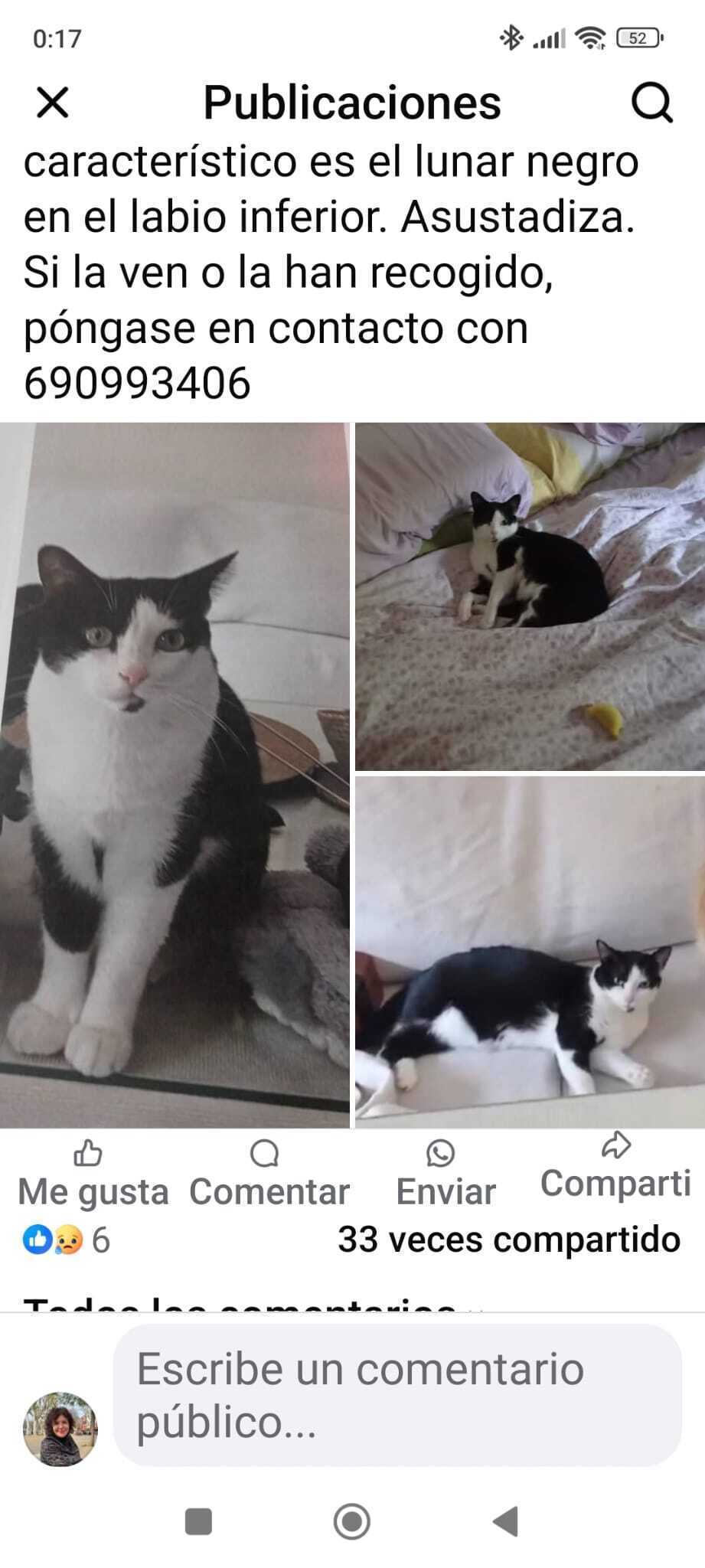 ¡Gatita Perdida! Lunar Negro en Urbasur