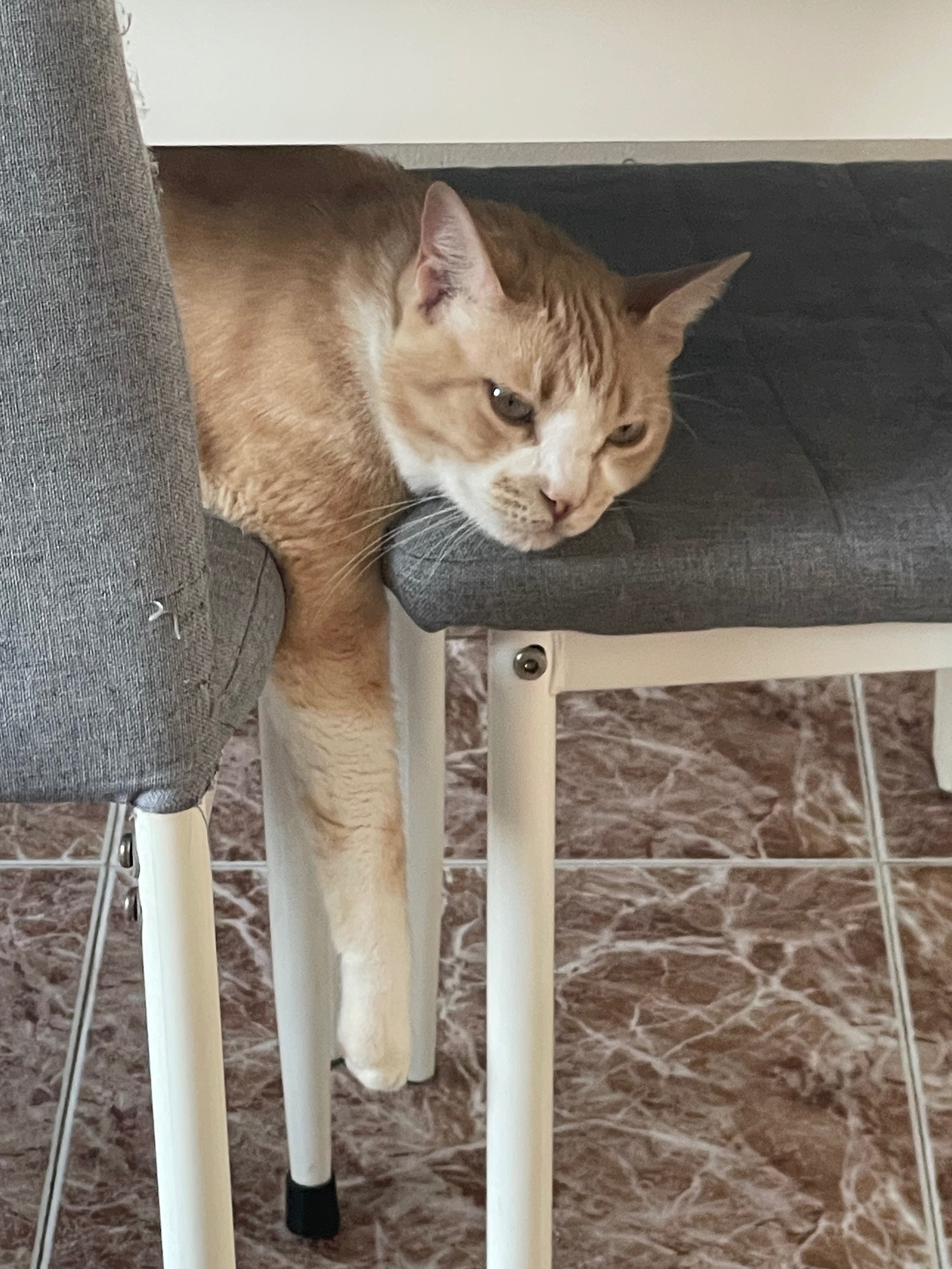 Gato perdido en Sevilla: Coni, mancha rosa