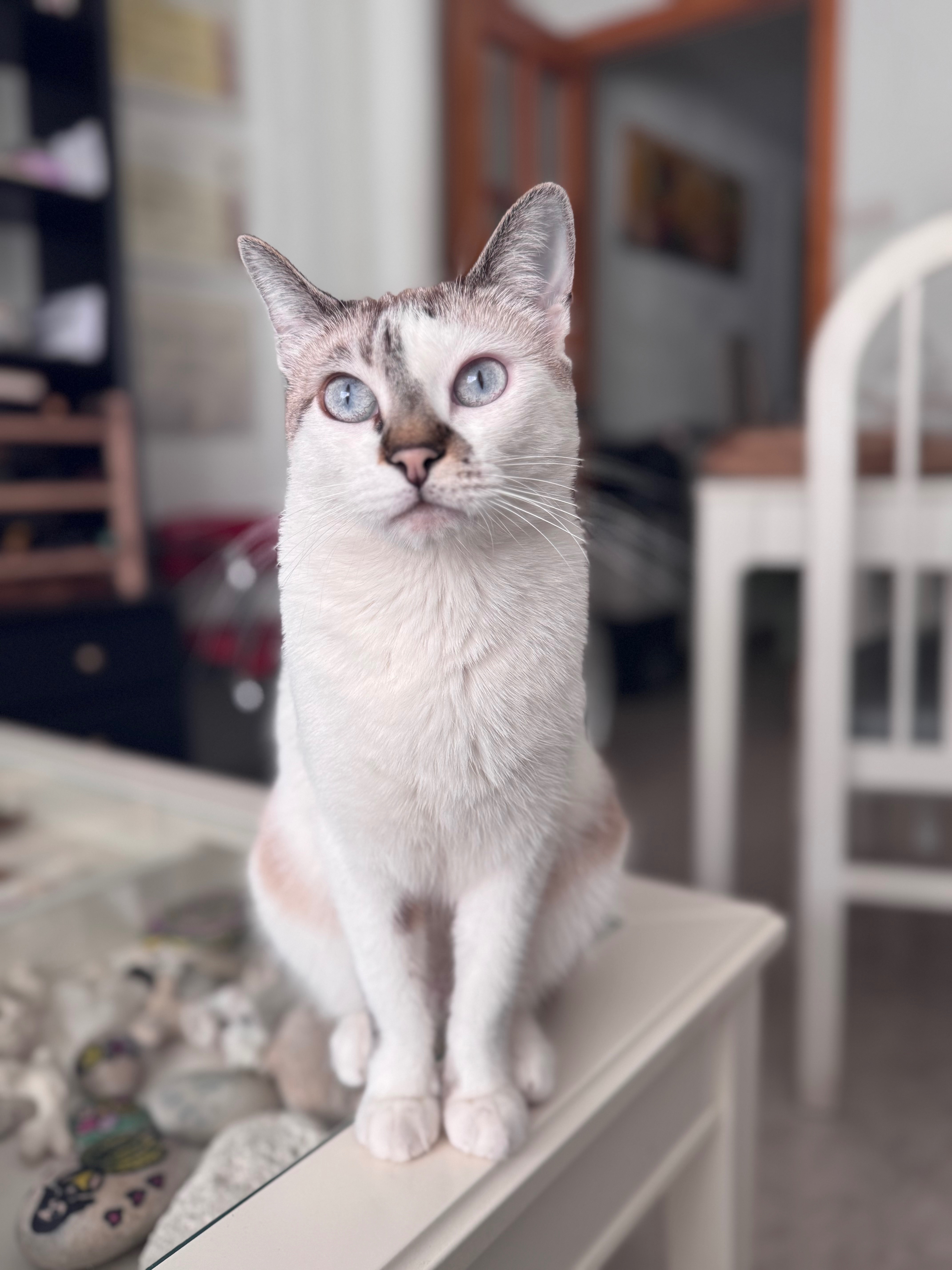 ¡Gata Blanca y Marrón Perdida en Castellón!