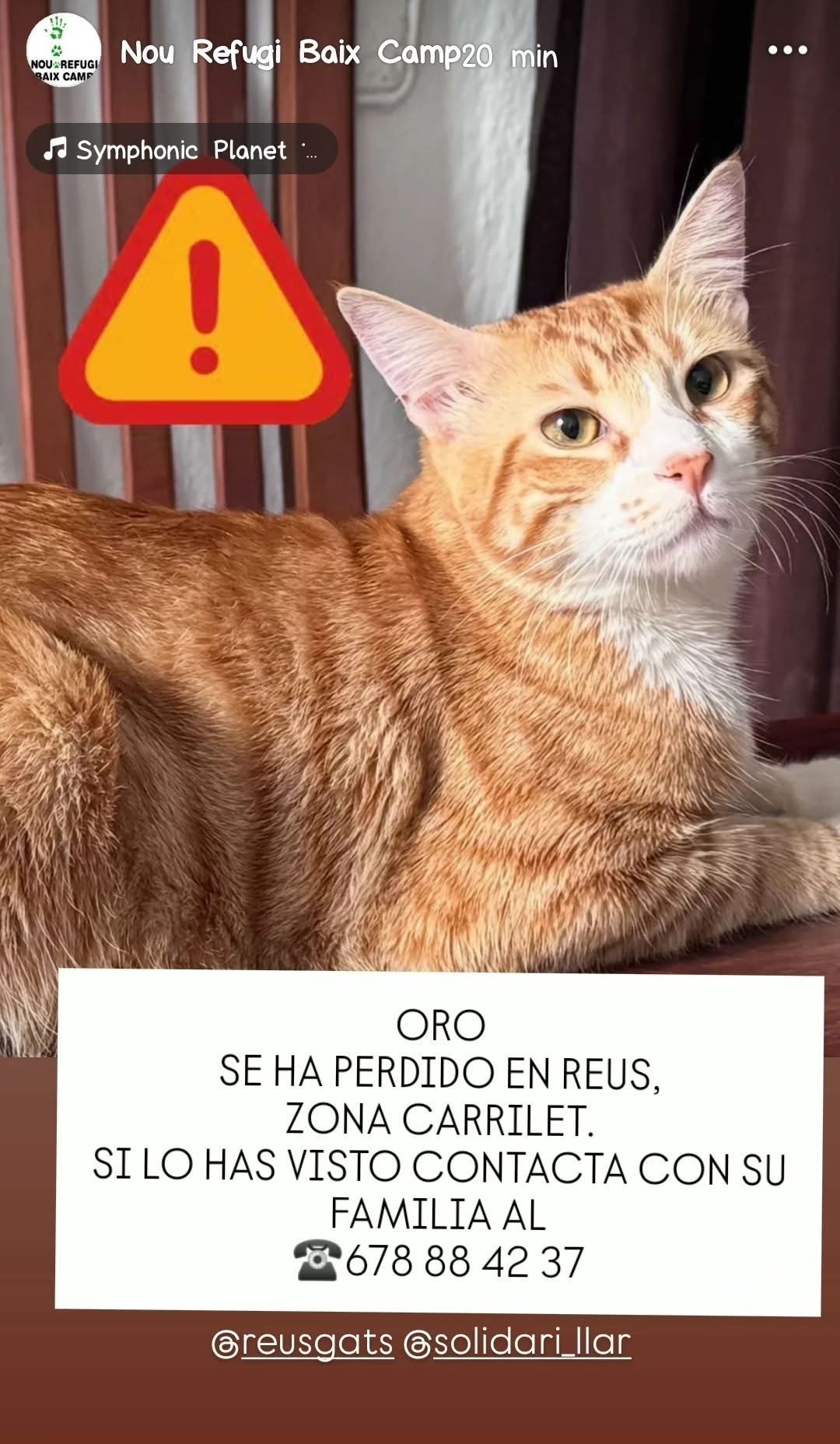 Buscamos a nuestro querido gato perdido