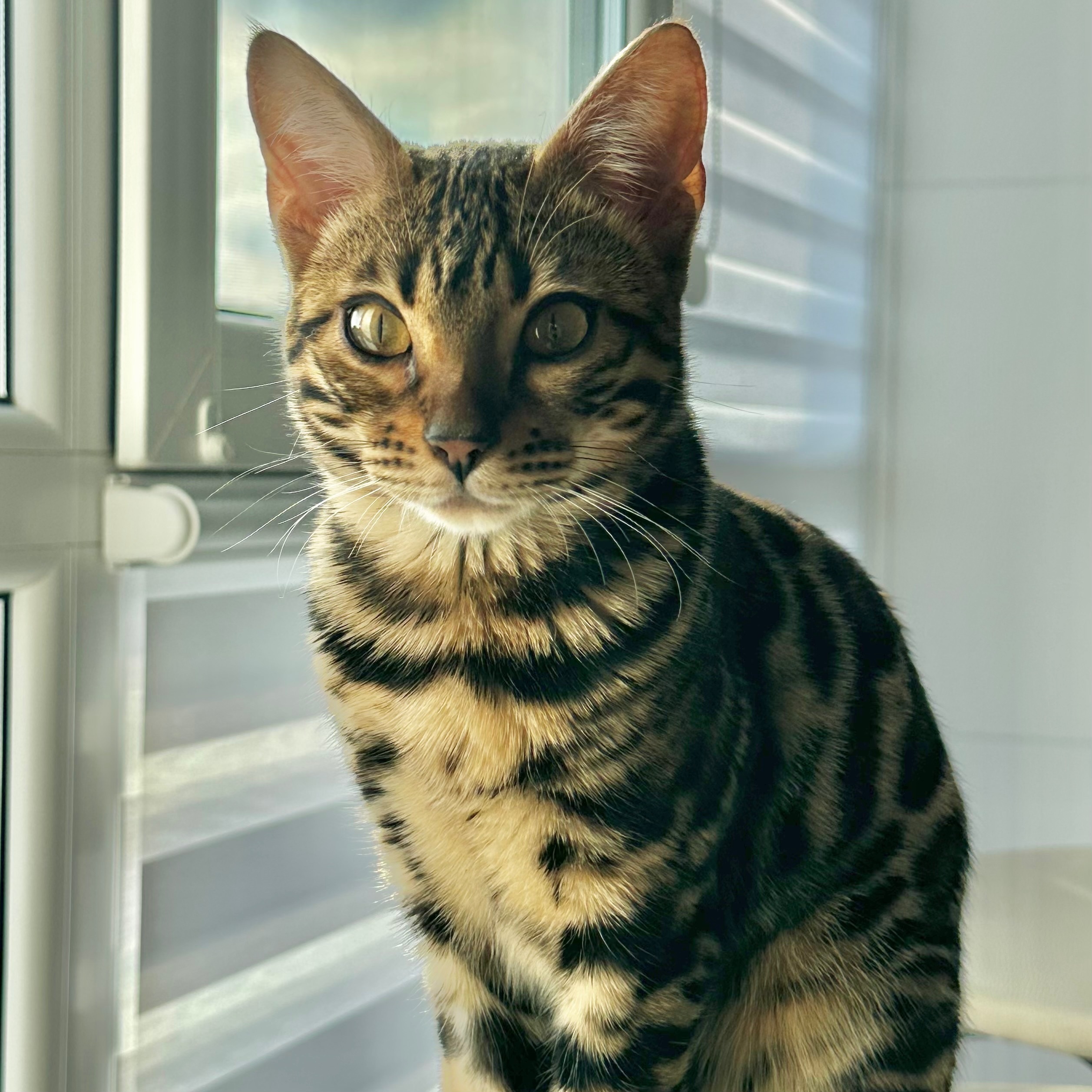 ¡Ayuda! Gata Bengalí Perdida en Alicante