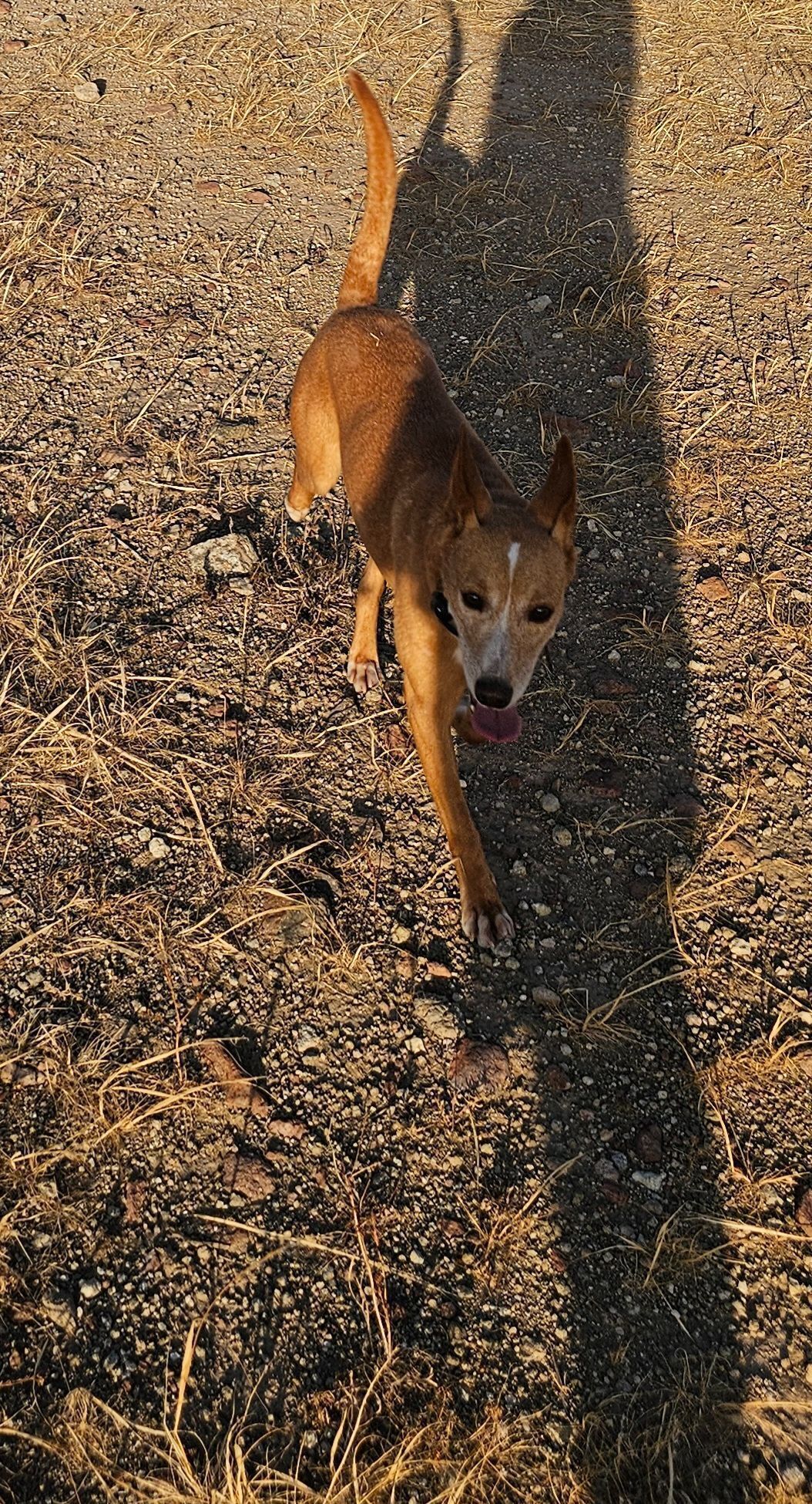 ¡Perro Podenco Andaluz Perdido en Montañas!