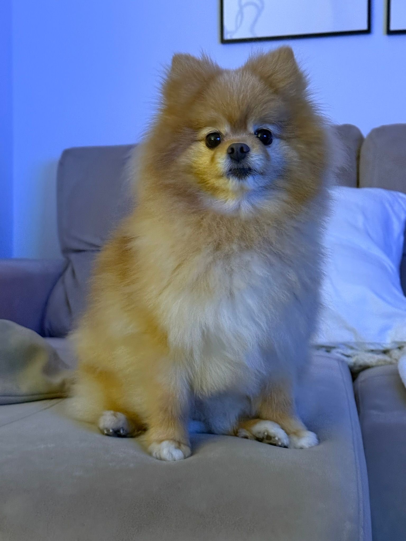 Perro Canela Perdido en Fernán Núñez