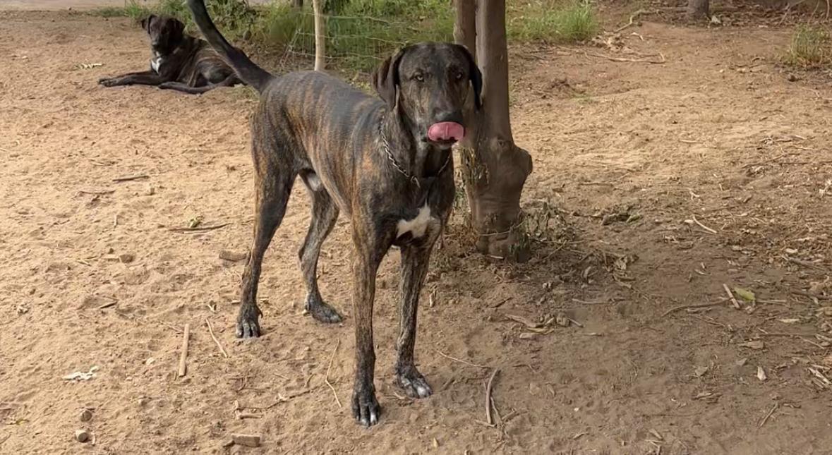 Perra Atigrada Perdida en Alhaurín de la Torre