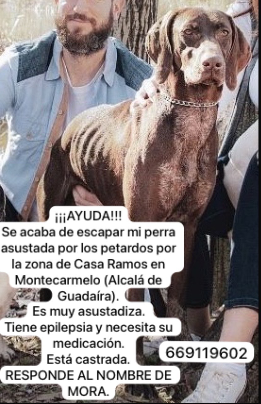 Perro Perdido: Weimaraner Marrón en Alcalá