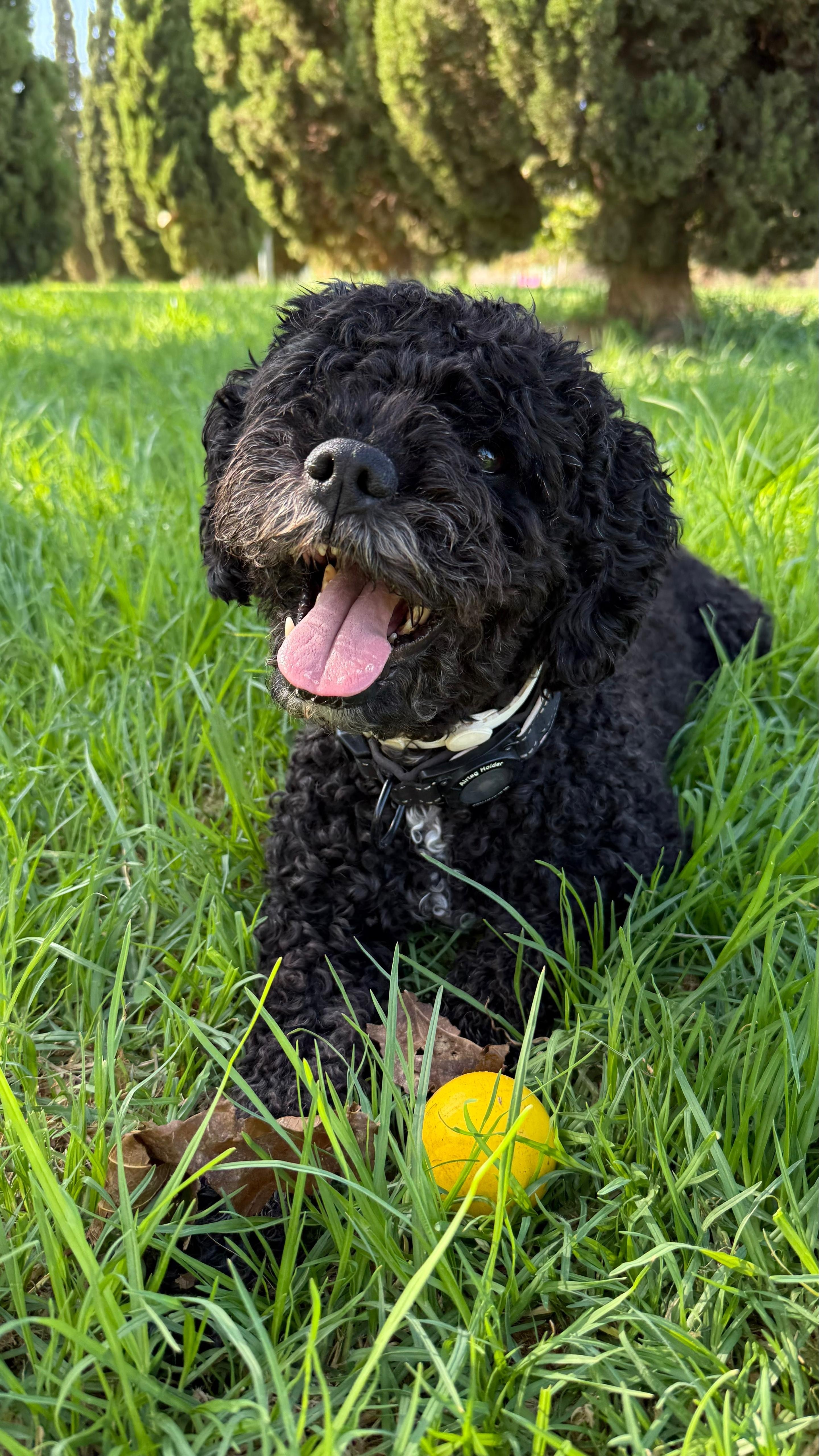 Perro Perdido: Ayuda a Encontrar a Dela