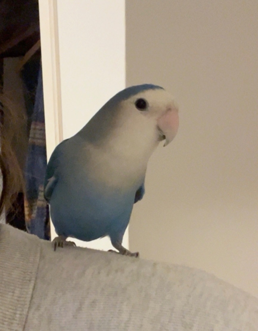 Ave Perdida: Agaporni Azul en Palma