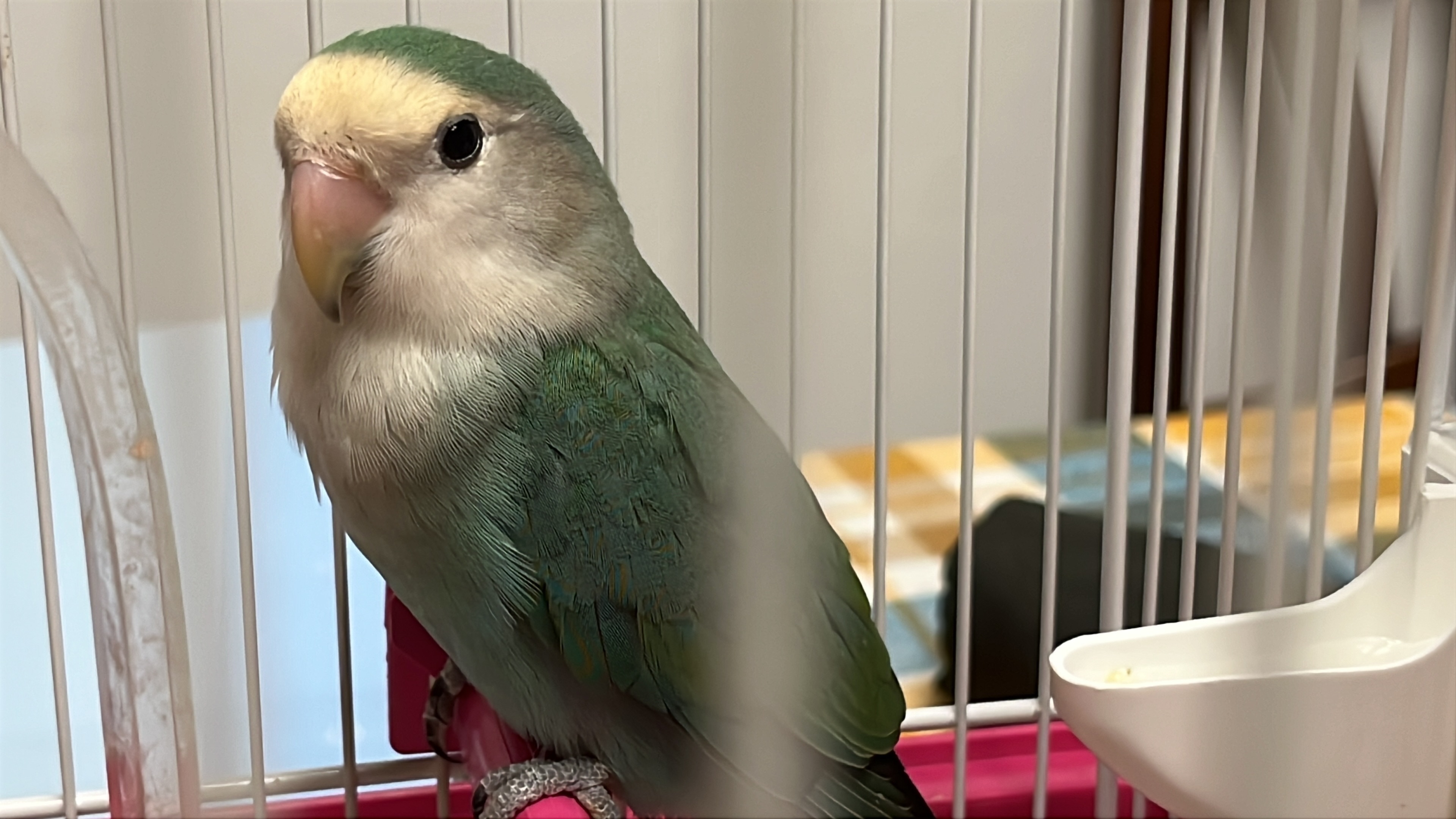 Perla, joven agaporni perdida en Palma