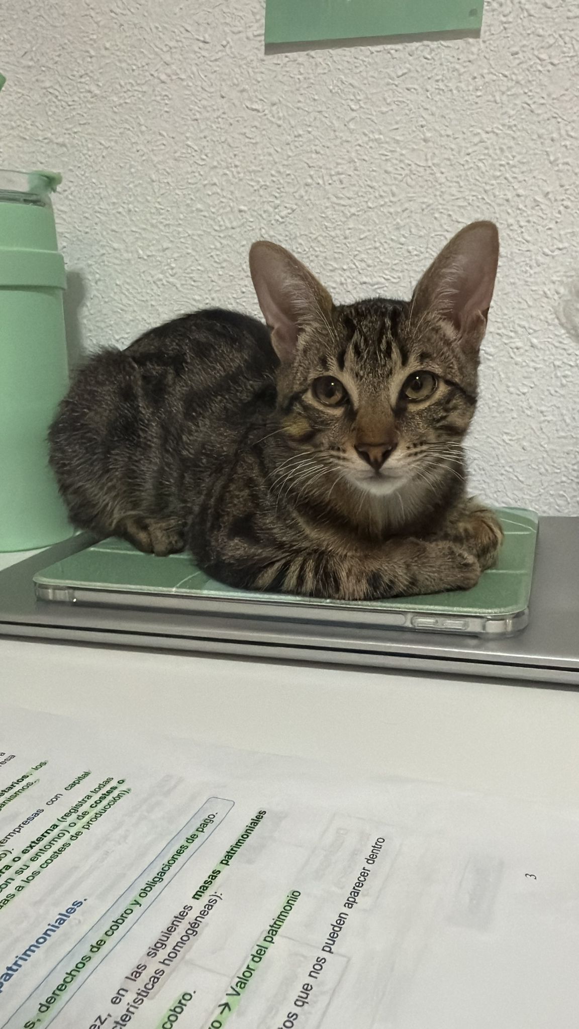 Se busca: Gatito Neron perdido en El Albujón