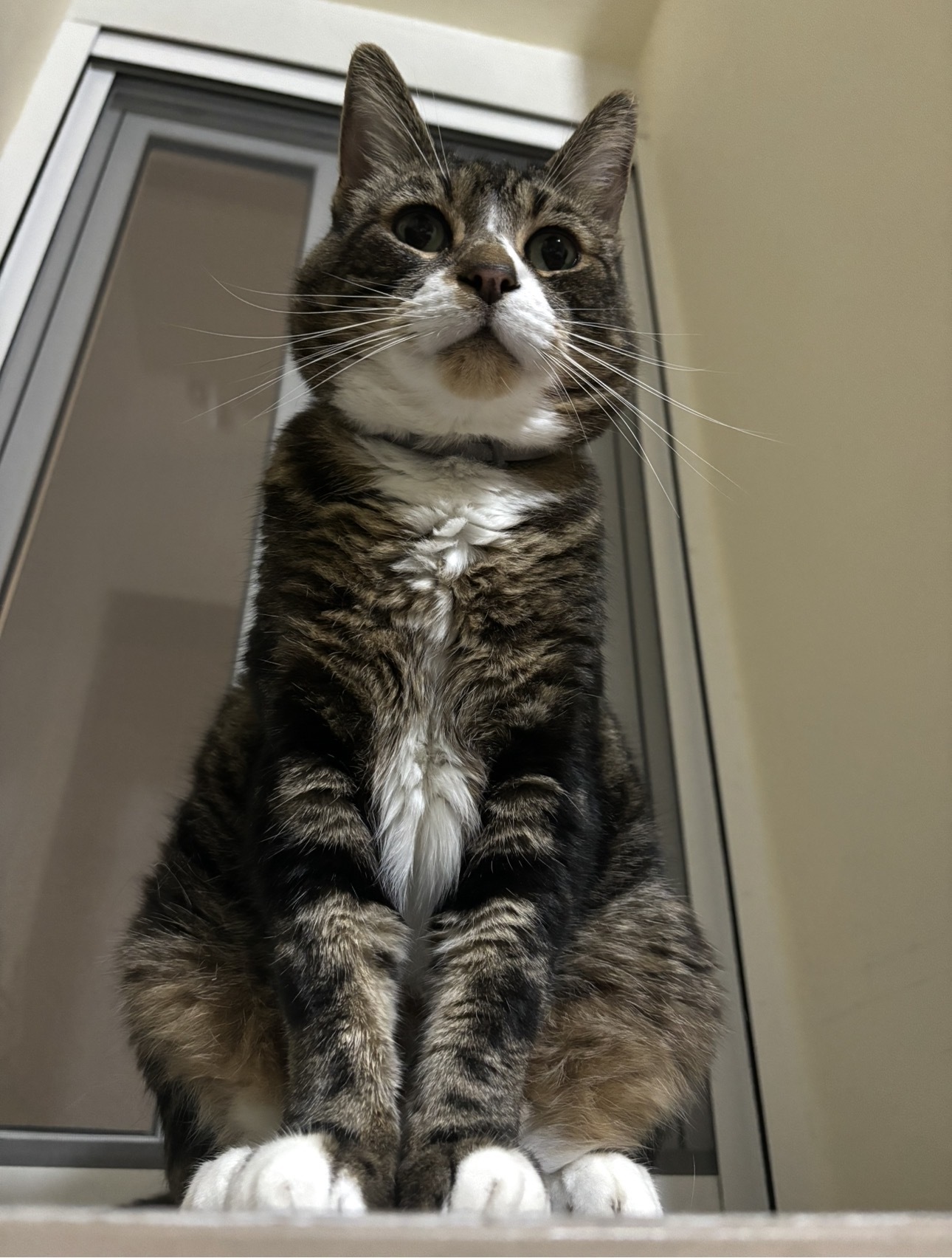 Buscamos a Misiu: Gato Perdido en El Naranjo