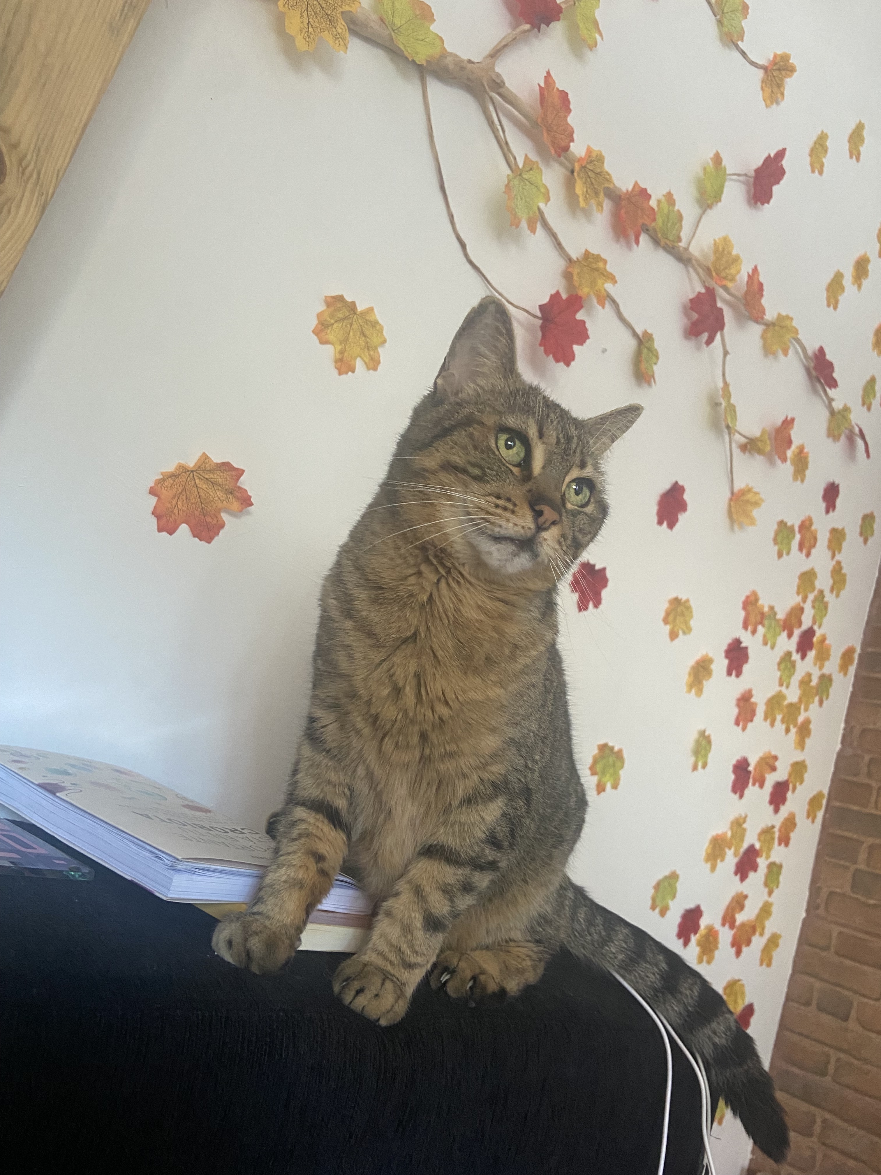 Gata Parda Perdida: 13 Años, Muy Cariñosa