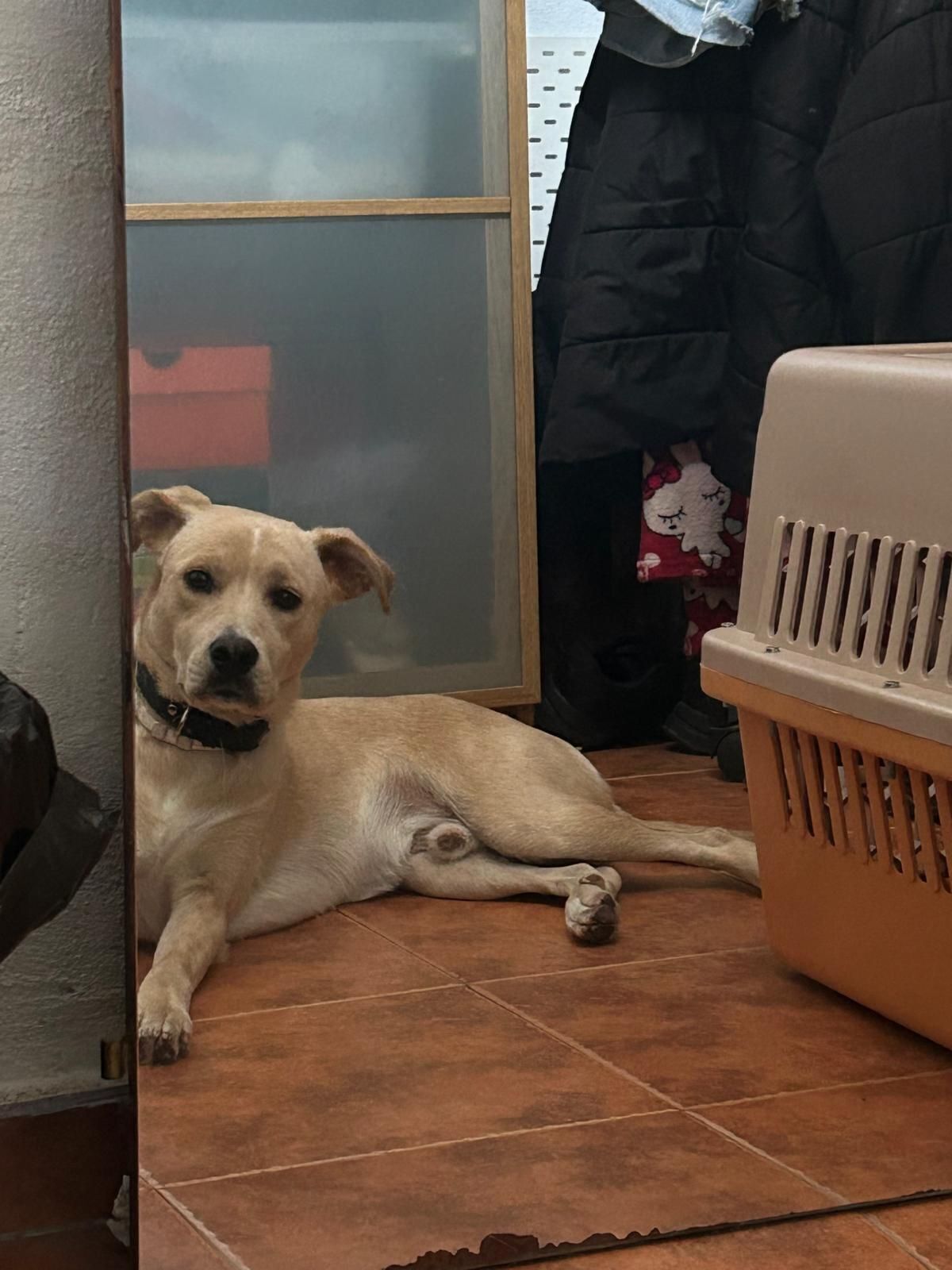 ¡Ayuda! Perro Rubio Perdido en Málaga