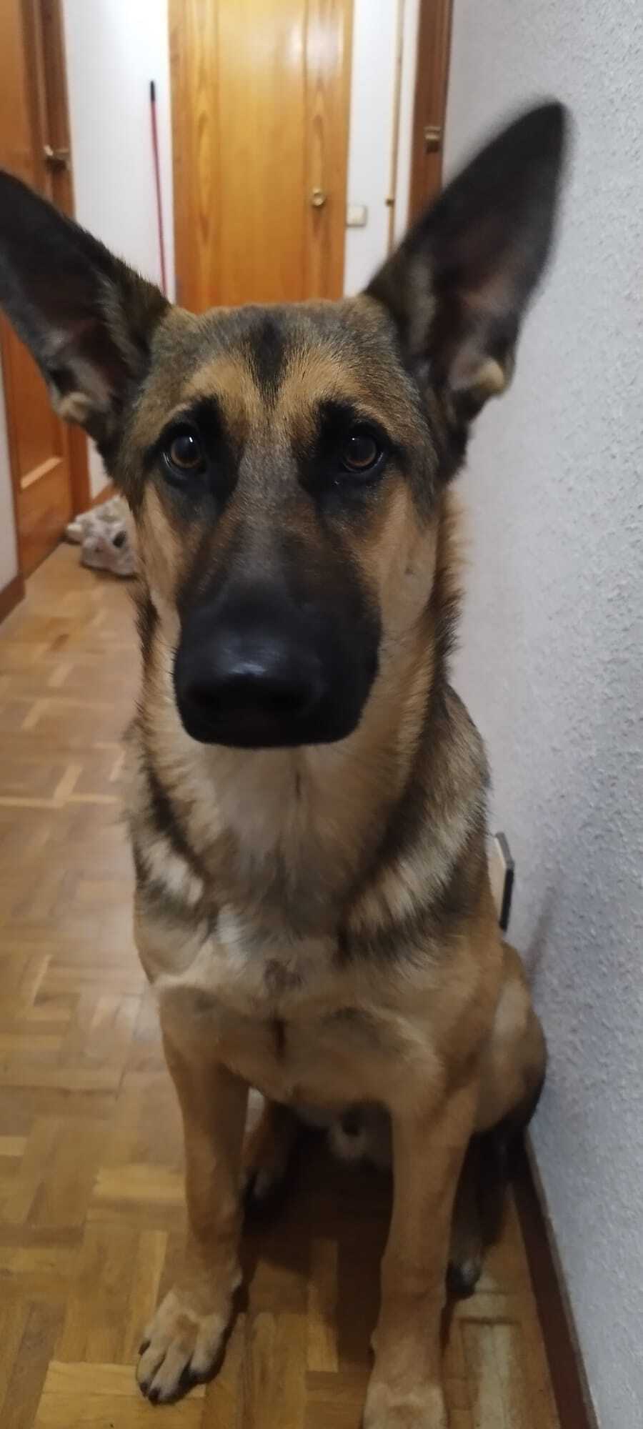 Perros Perdidos: Marroncito y Negra en Olías