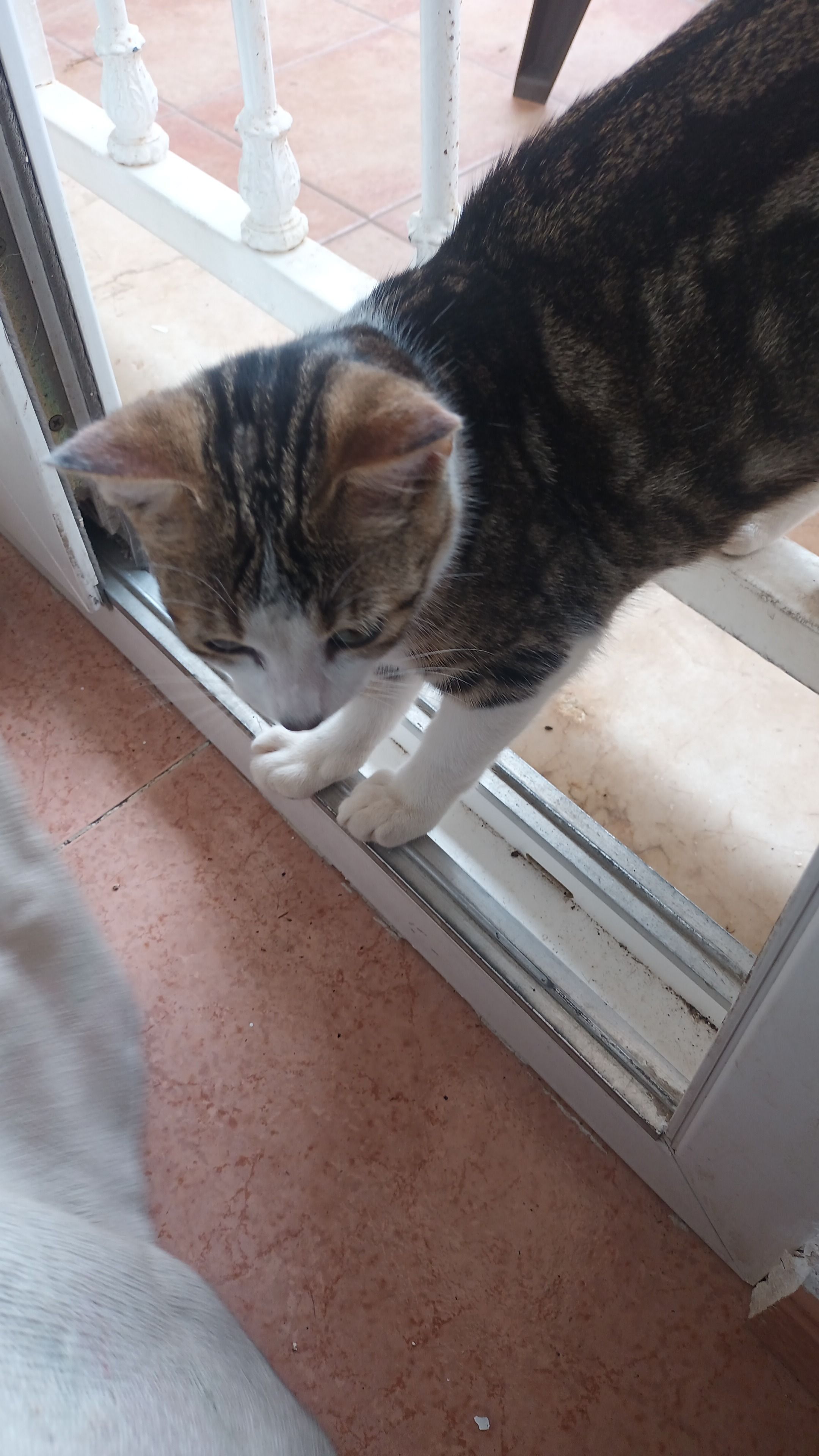 Gato Perdido en Madrid: Común Europeo