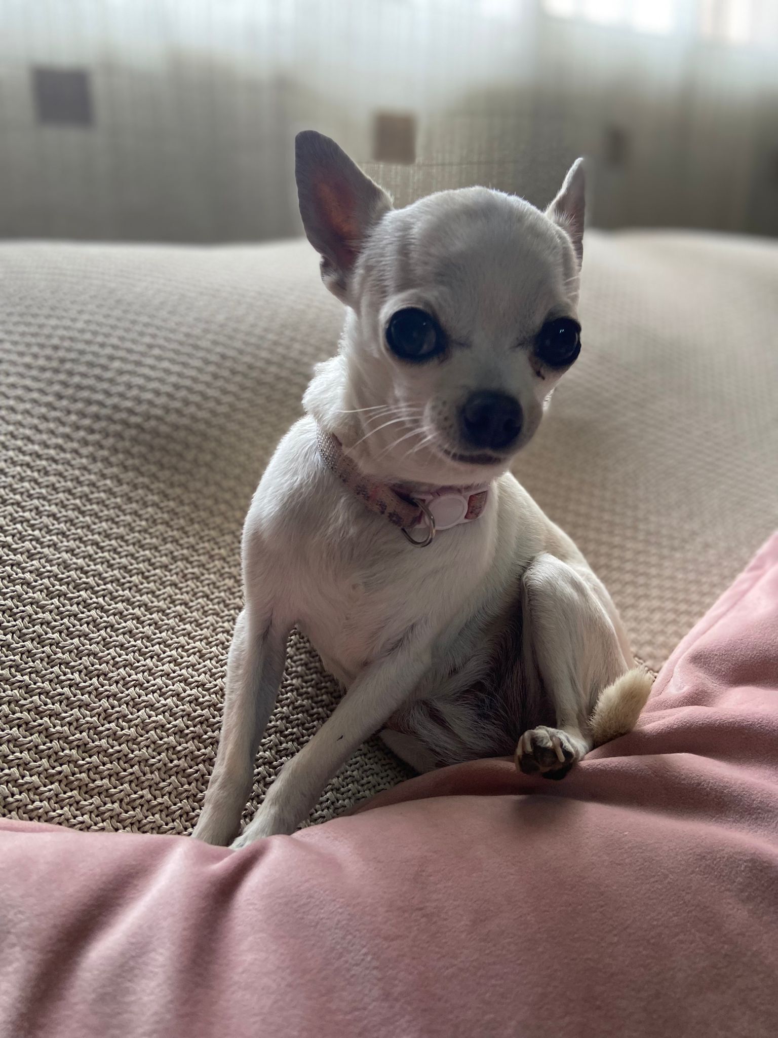 Chihuahua Blanca Perdida en Málaga: Collar Rosa