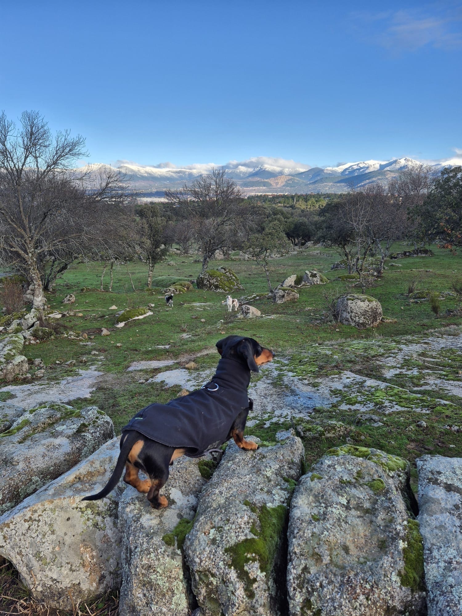 🐾 ¡Ayuda a Encontrar a Teckel Perdido! 🐾