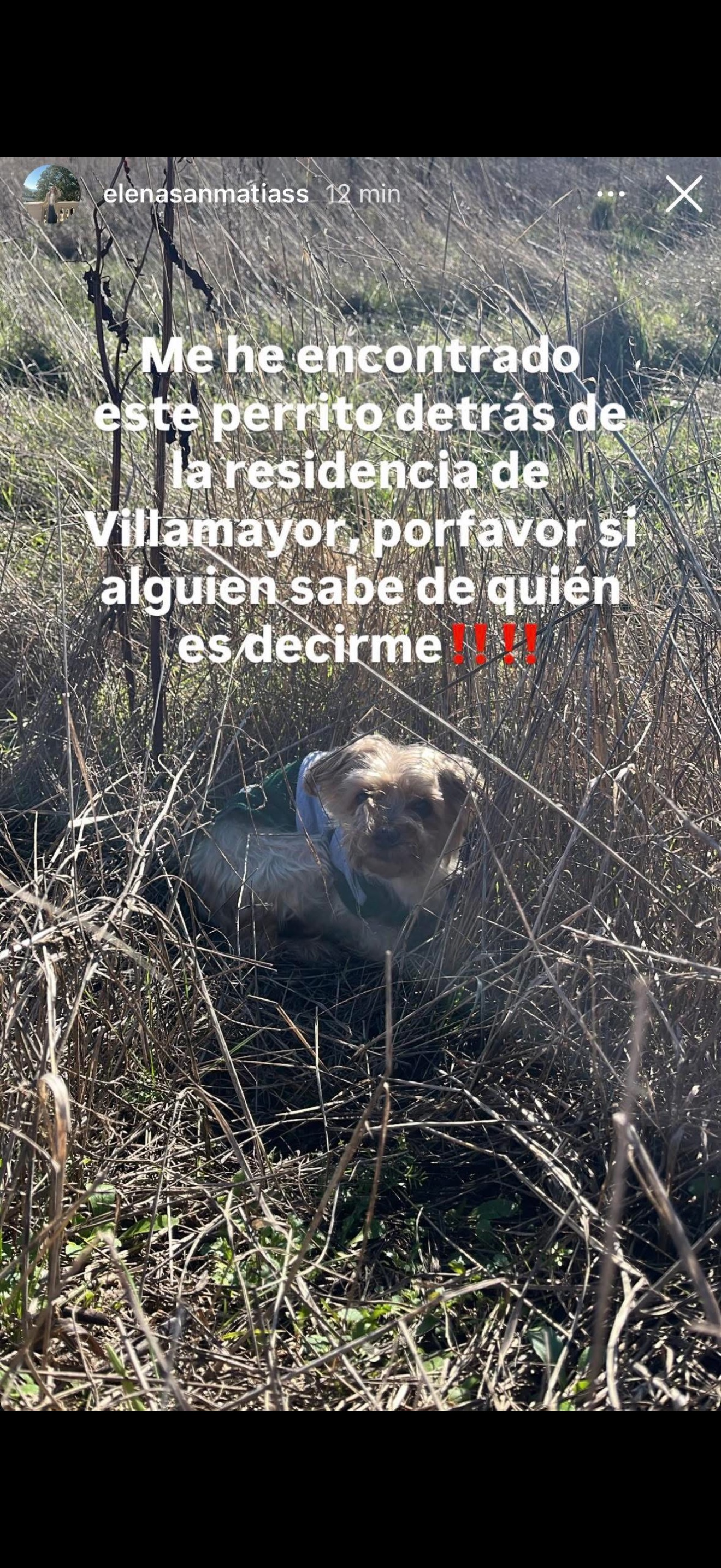 Yorkshire Terrier Perdido en Villamayor