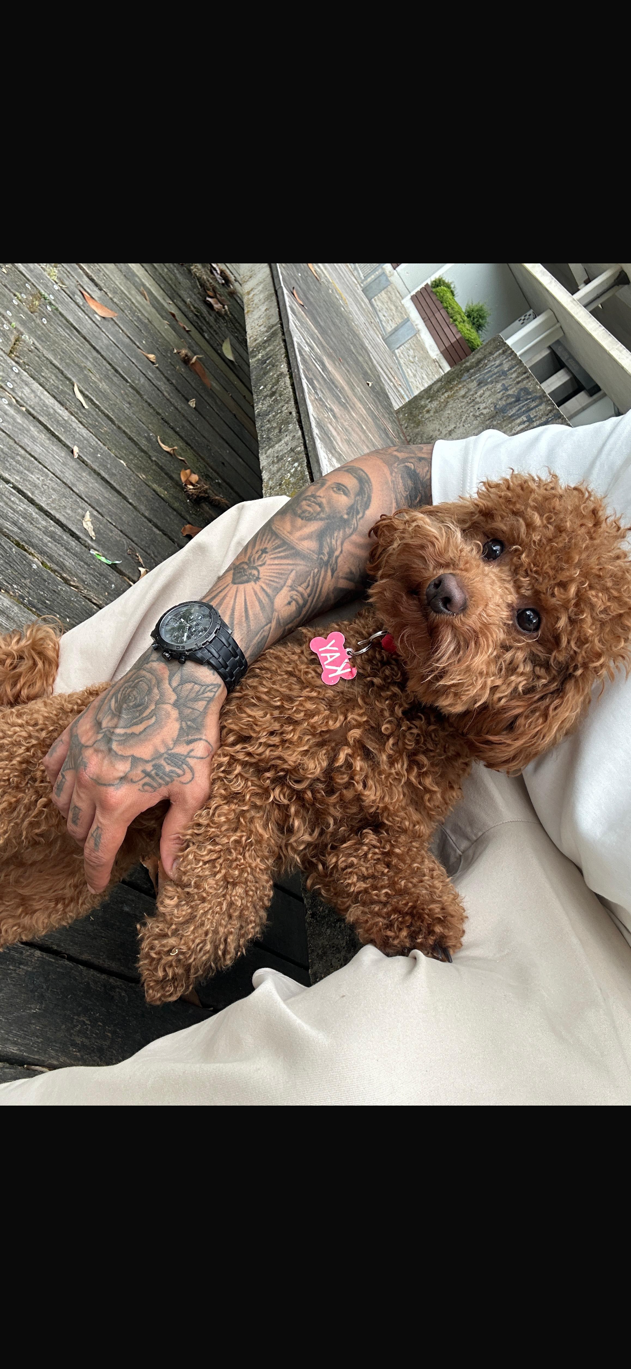 Perro Perdido: Caniche Toy Marrón en Vitoria