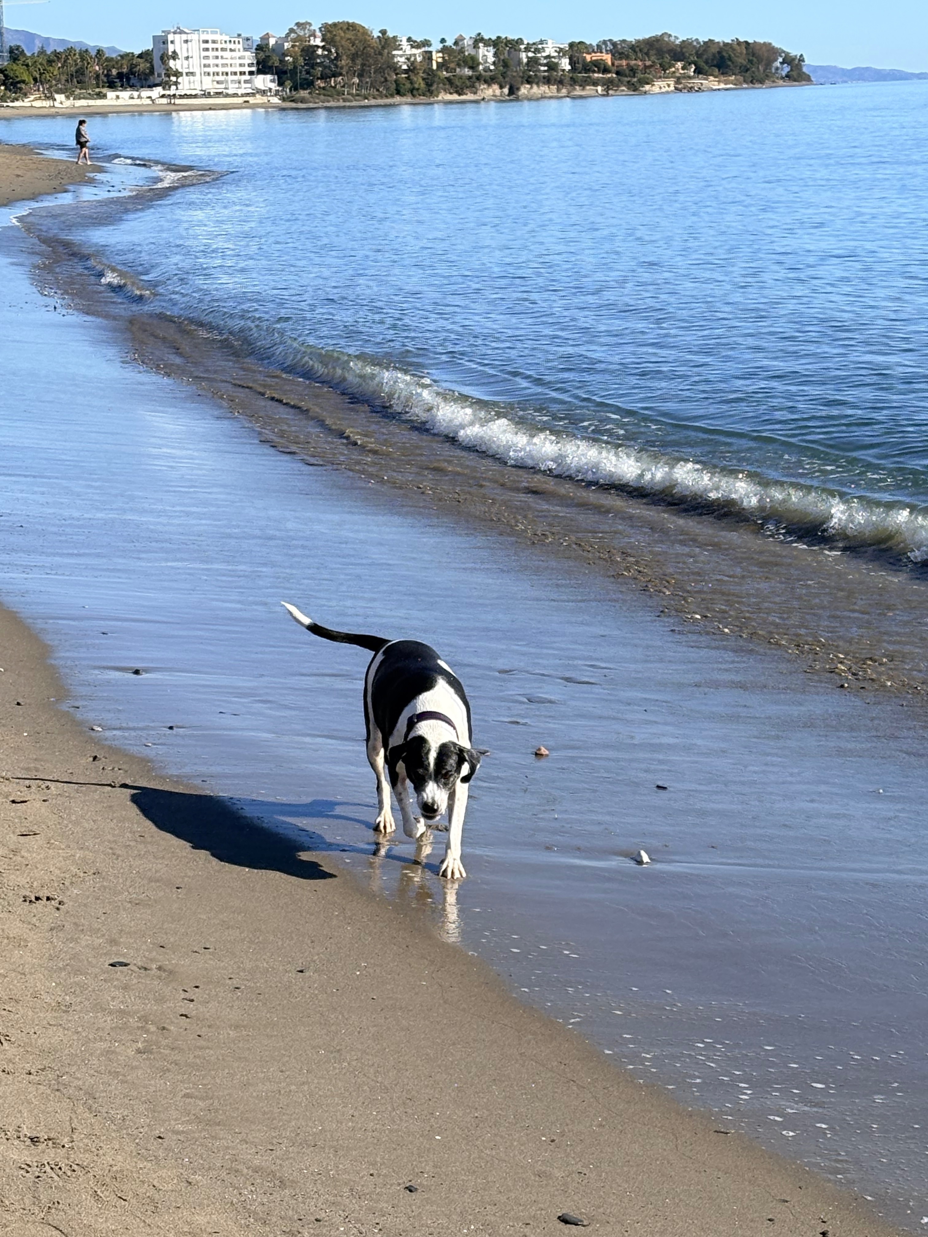 Perro Perdido en Estepona: Negra y Blanca