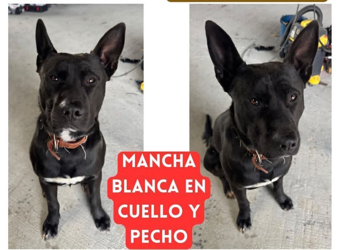 Perro negro con manchas blancas perdido en Fuente el Saz