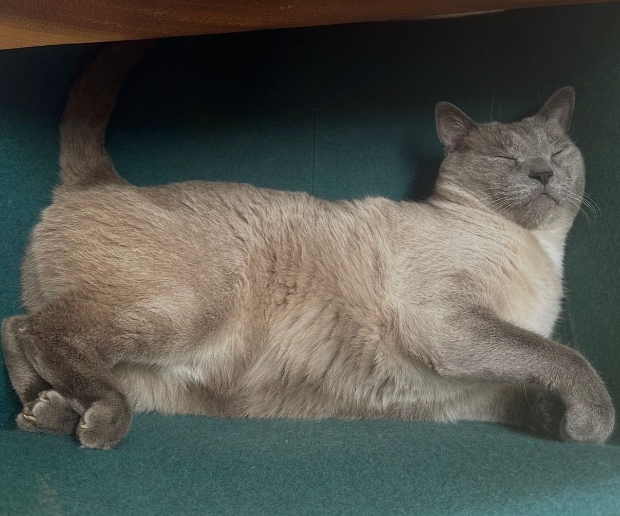 ¡Gato Perdido en Ibiza! Sordo y Vocal