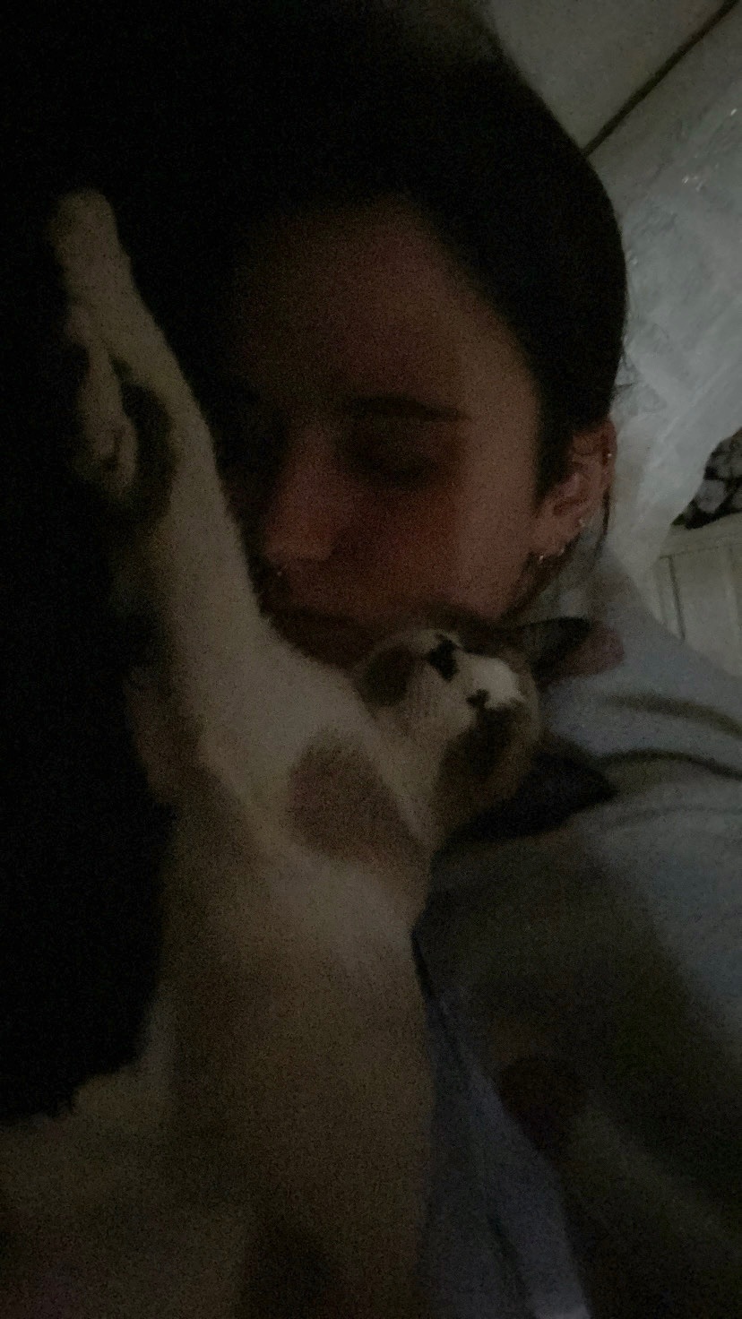 Gata Asustadiza Perdida en Sanxenxo