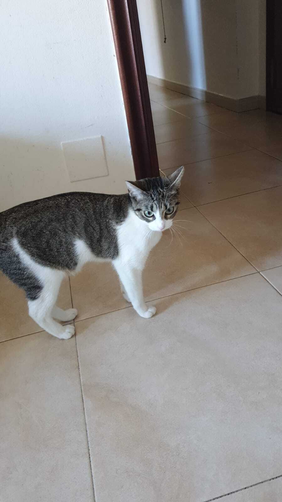 ¡Ayuda! Gata Greta perdida en Santiago