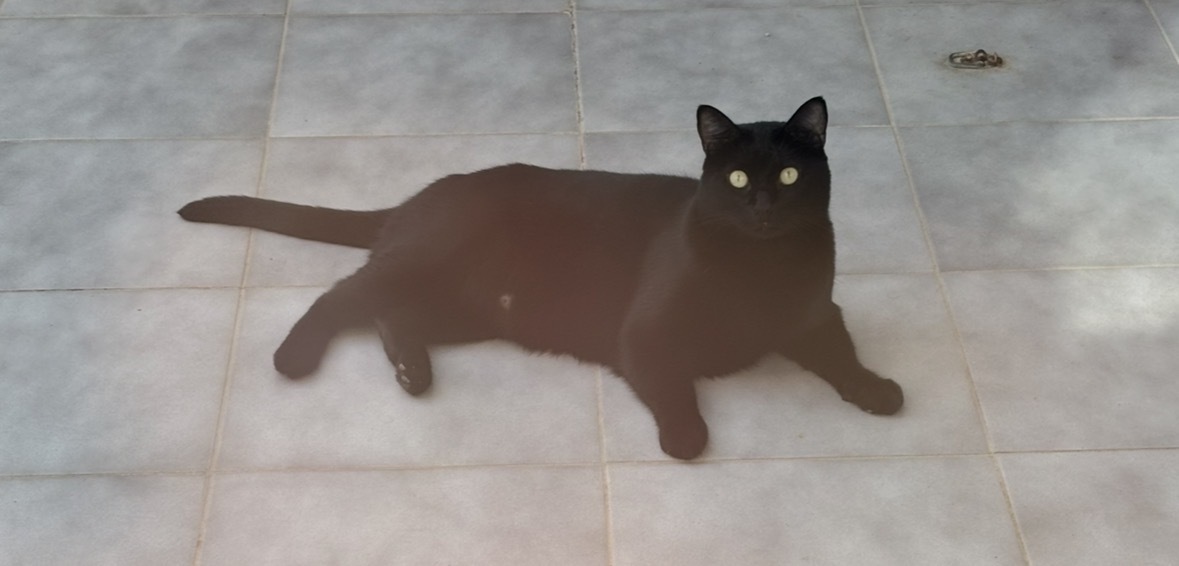 ¡Se busca! Gato negro perdido en Alginet