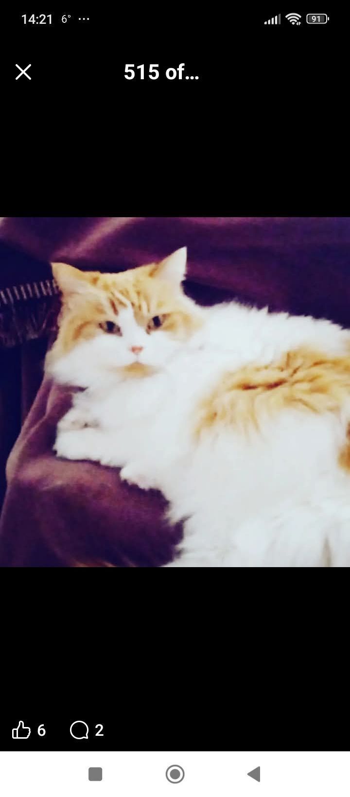 Se busca: Gata blanca y amarilla perdida en Córdoba