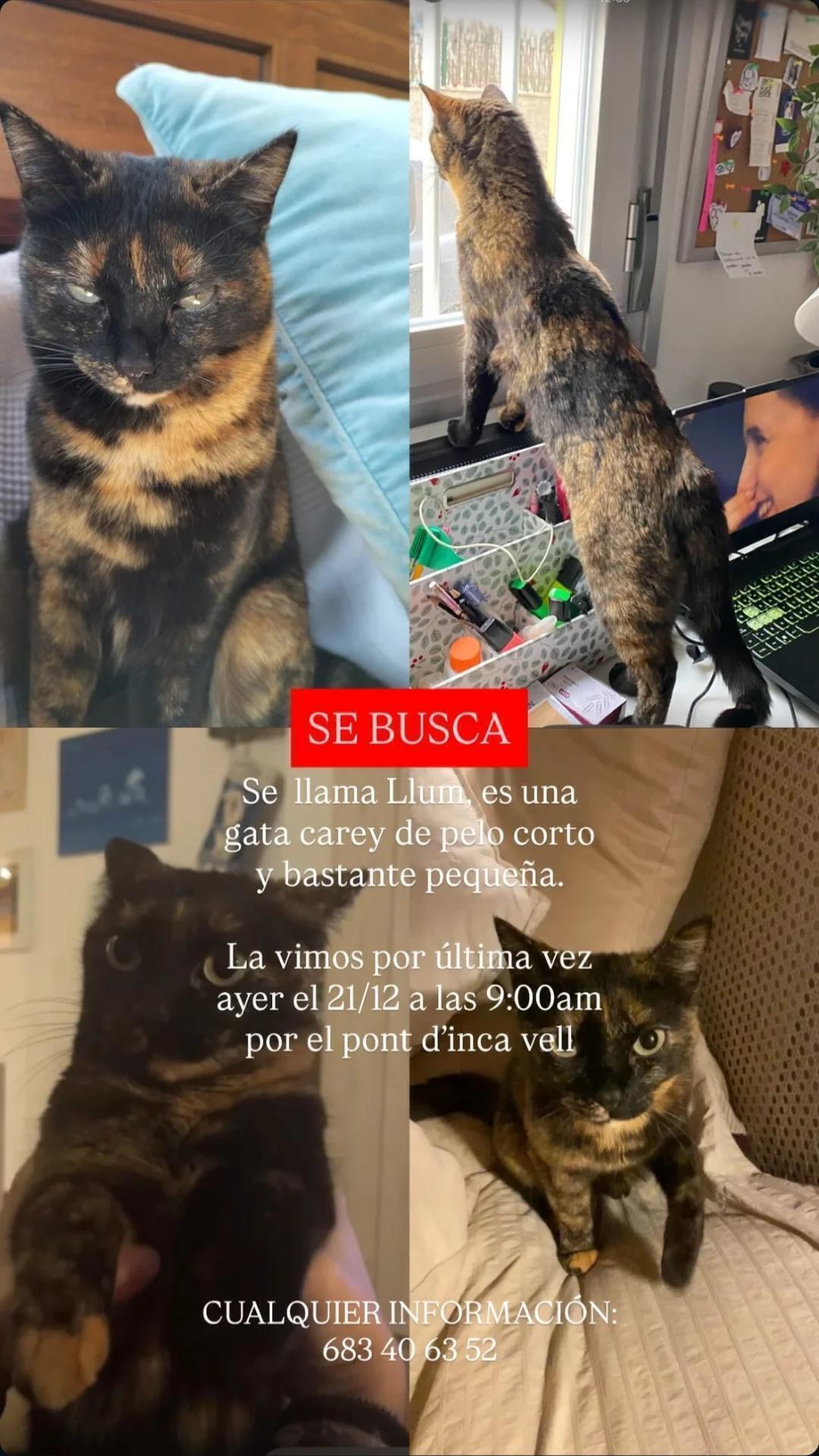 ¡Gata Carey Perdida en Marratxí!