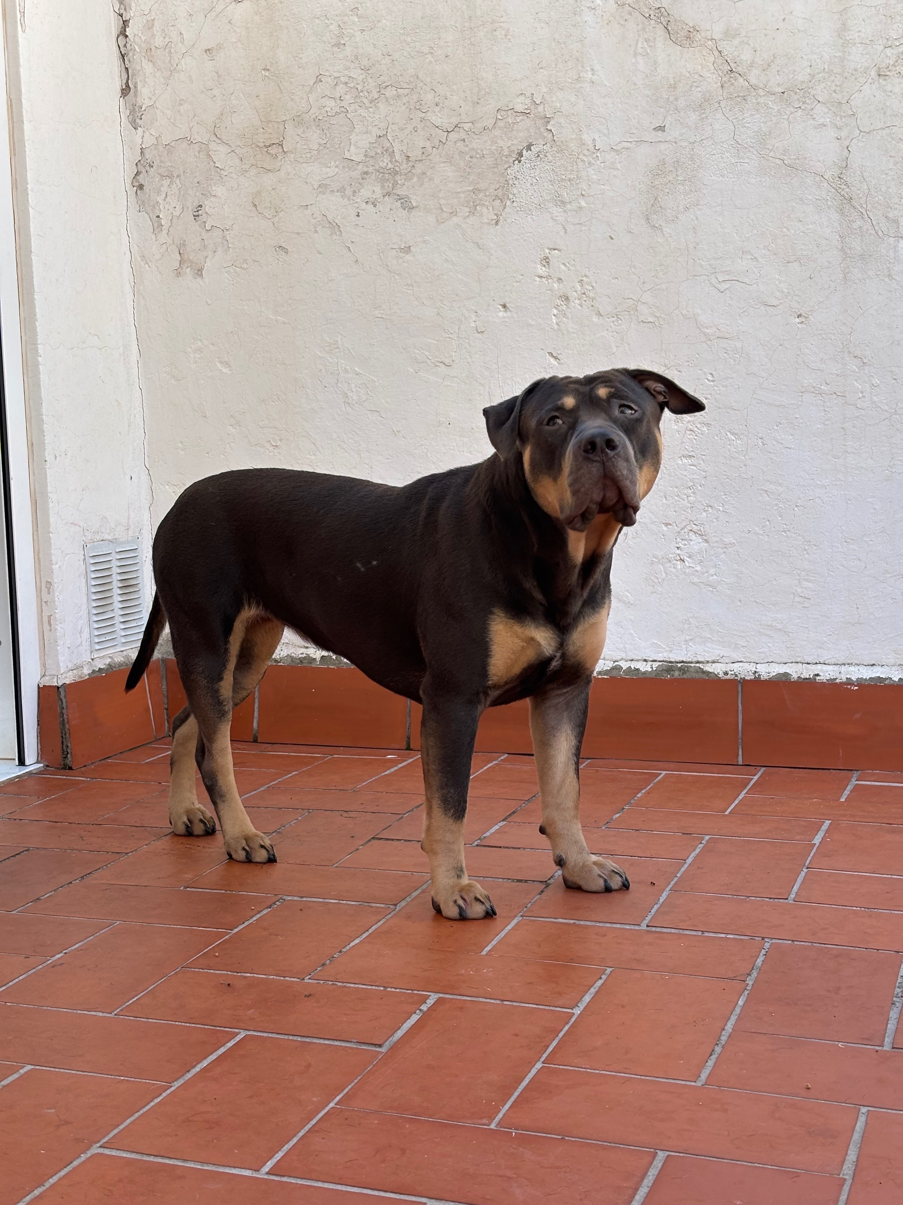 Perro Perdido: Ayuda en Santa Coloma