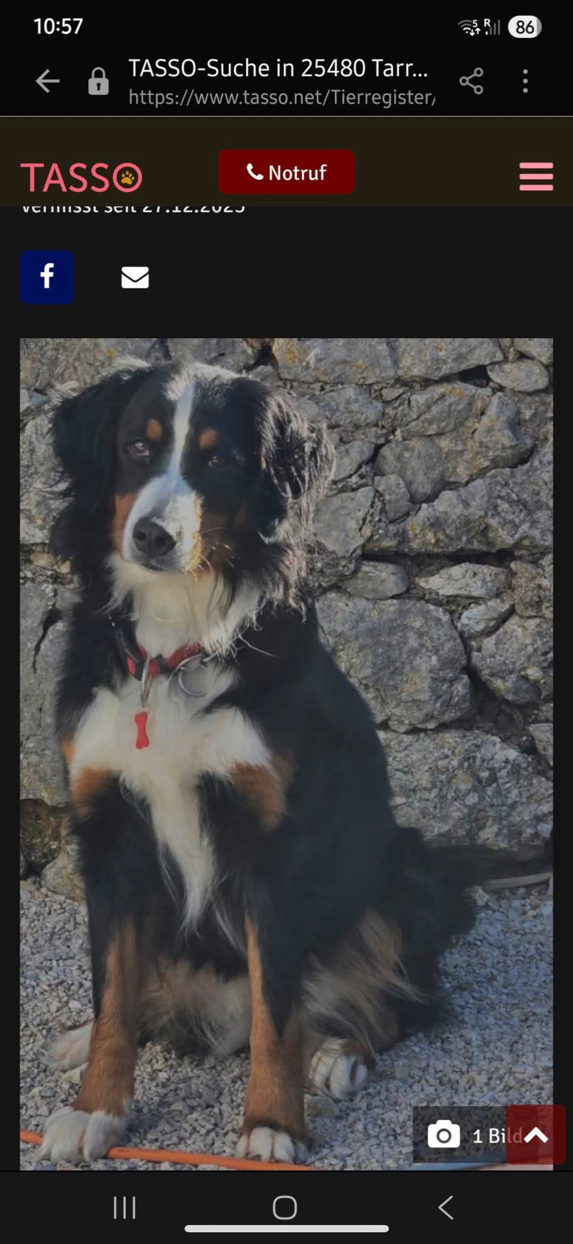 Perra Perdida en Tarrés: ¡Ayúdanos a Encontrarla!