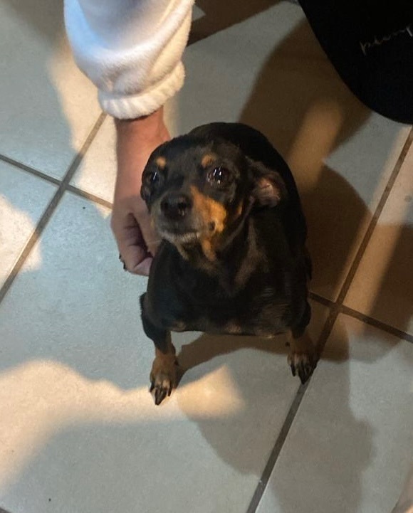 Perra Negra Perdida en Monserrat: ¡Ayuda!