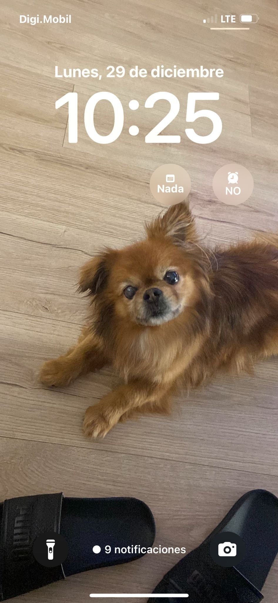 Perro Marrón Perdido en Sant Boi, Cojea