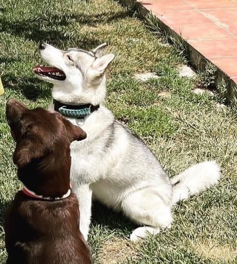 Perra Husky Perdida en Collado, Valencia