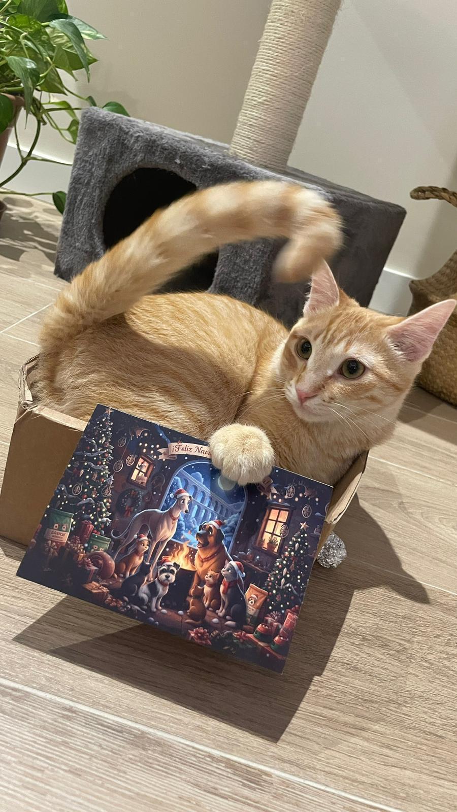 ¡Ayuda! Gato de 6 meses perdido en Segovia