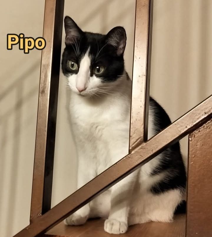 ¡Gato Perdido en Viana de Cega!