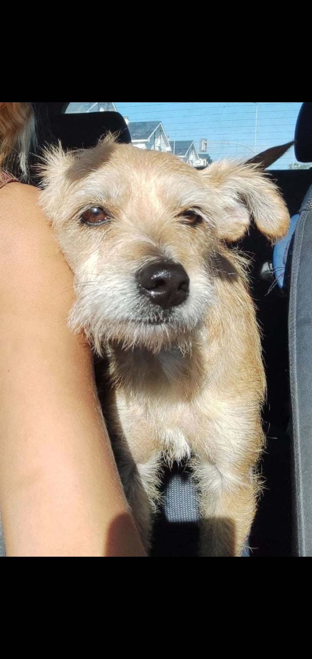 ¡Ayuda! Perra marrón perdida en Cóbreces