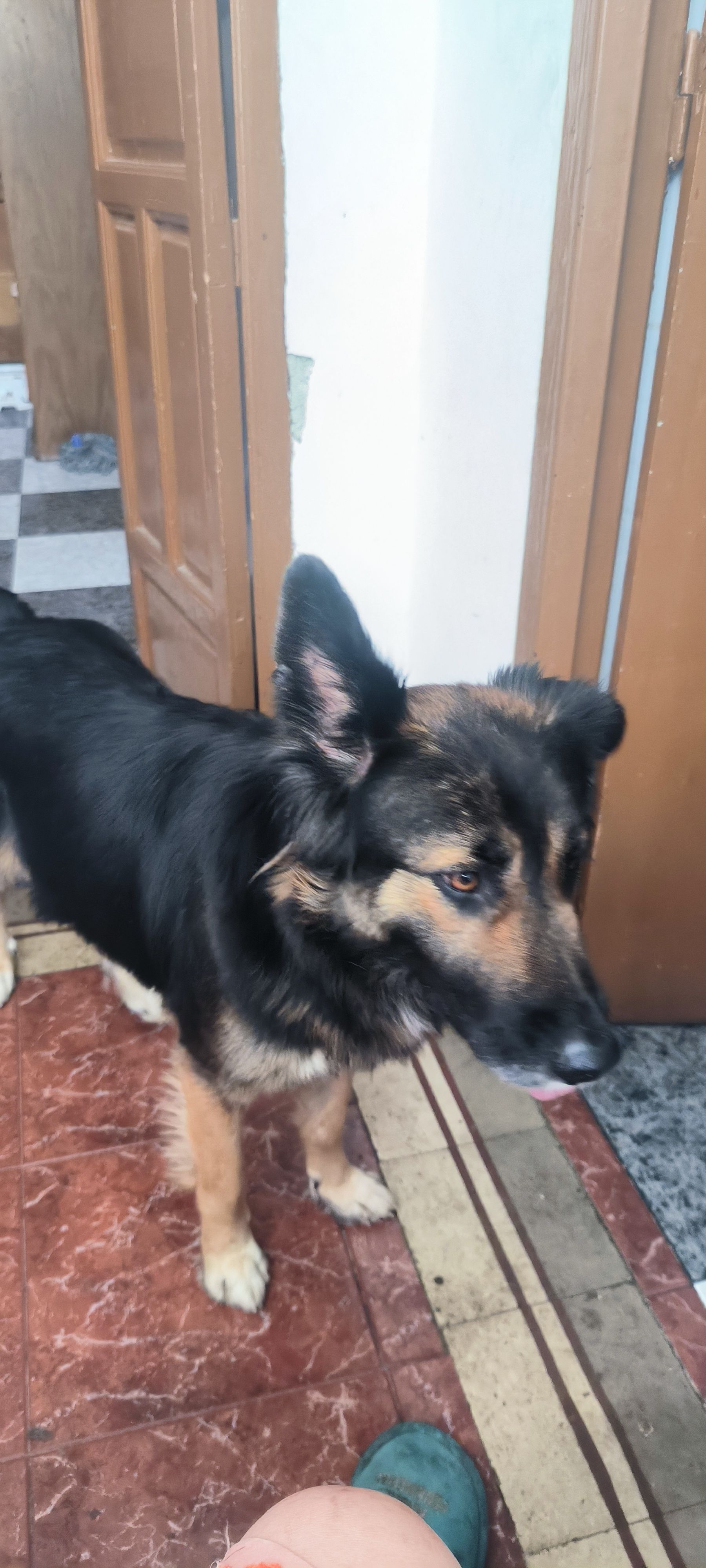 Pastor Alemán/Belga Amigable e...