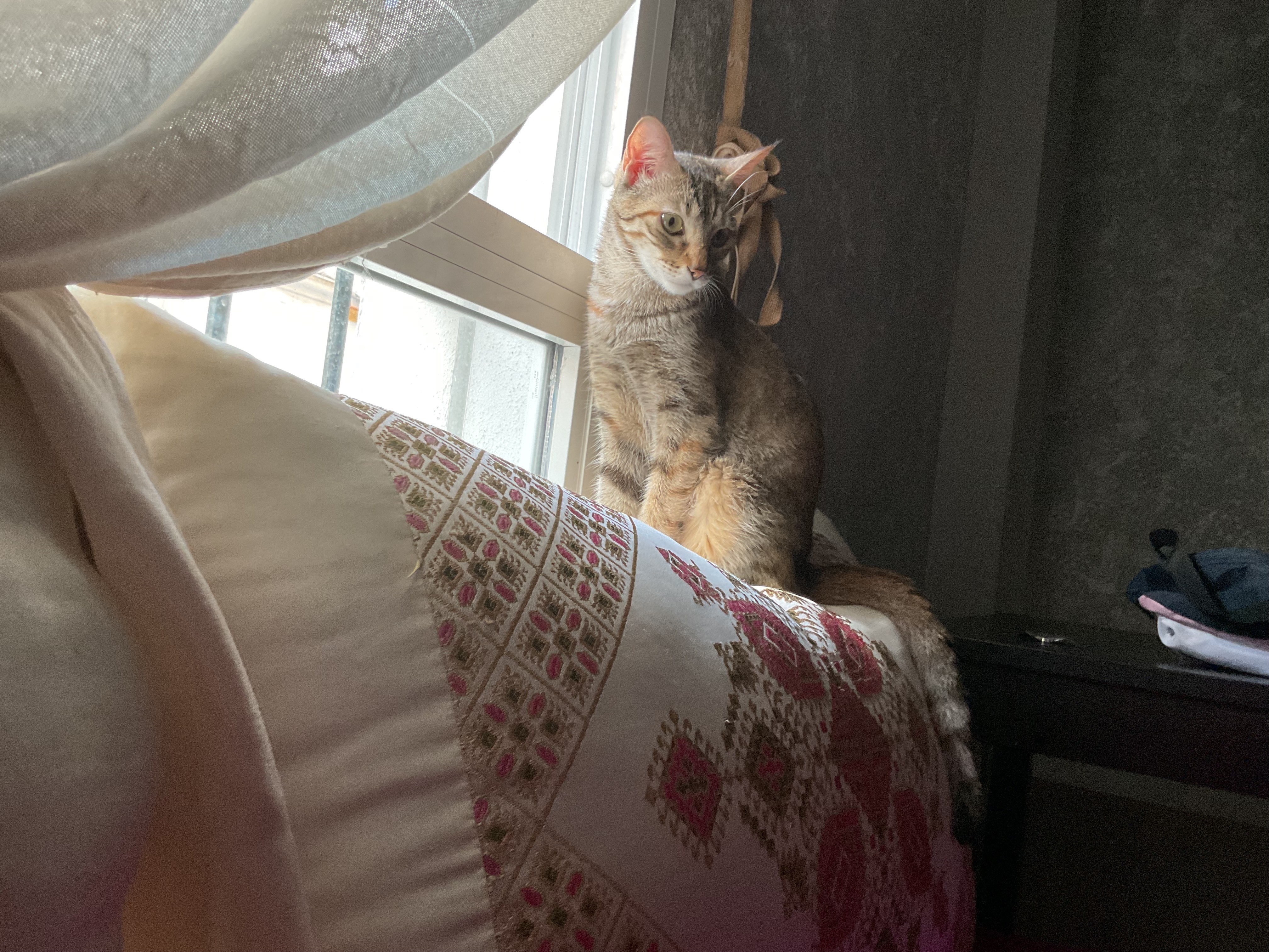 Se Busca: Gata Multicolor Perdida en Algeciras