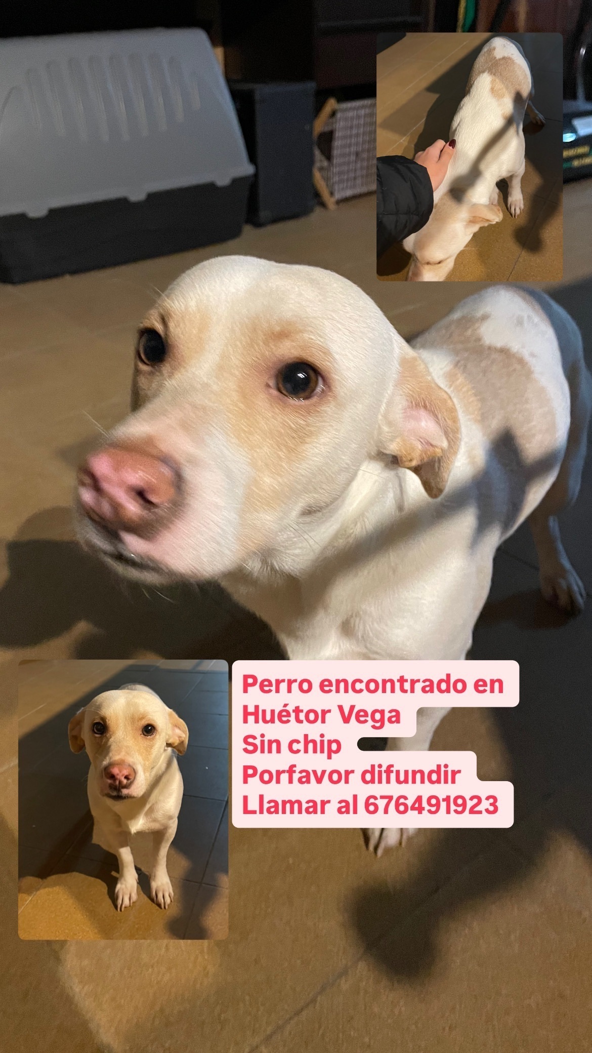 Perro Beagle Blanco Encontrado...