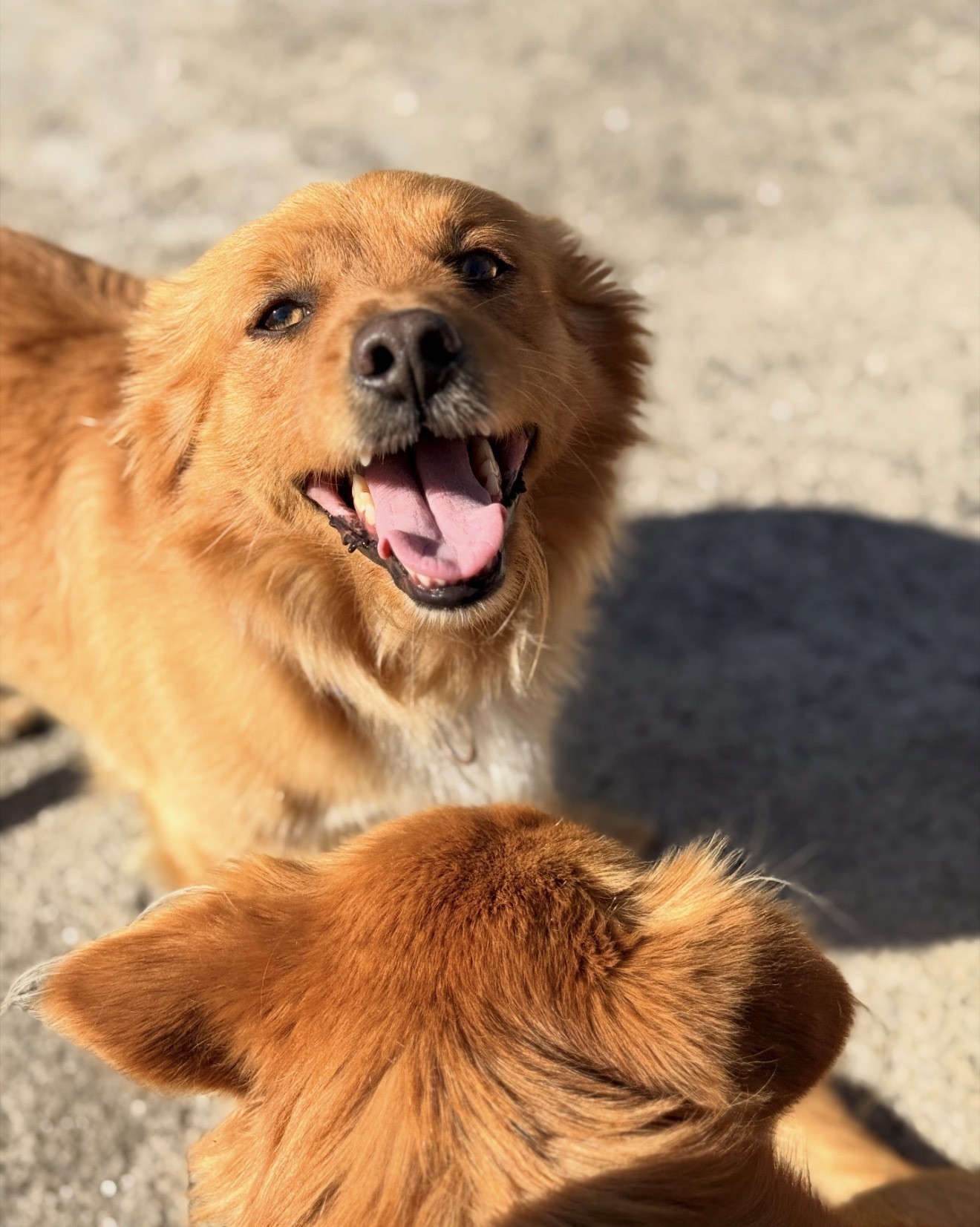 ¡Ayuda! Perro Rayo perdido en Pontevedra