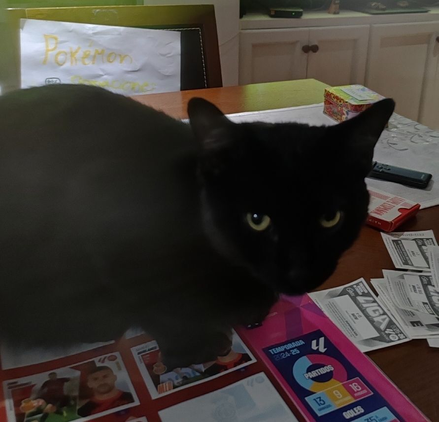 Gato negro perdido en La Laguna, 8 meses