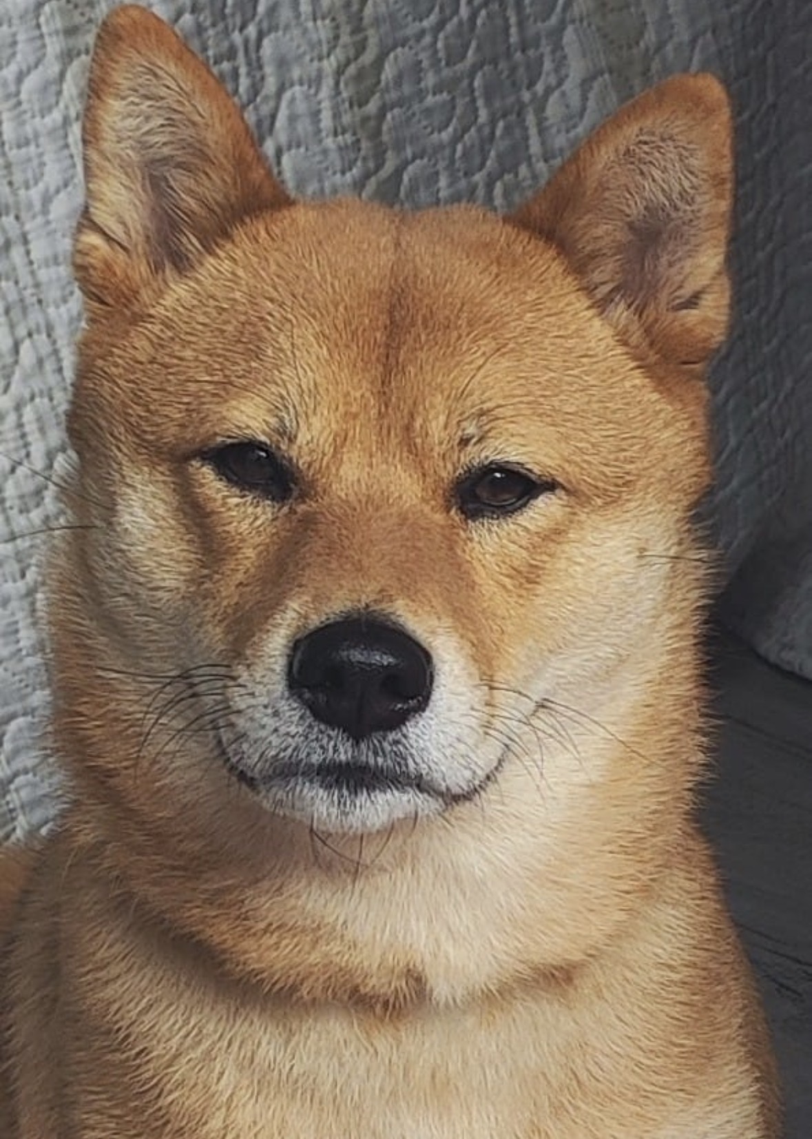 Perro Perdido en Chilches, Andalucía