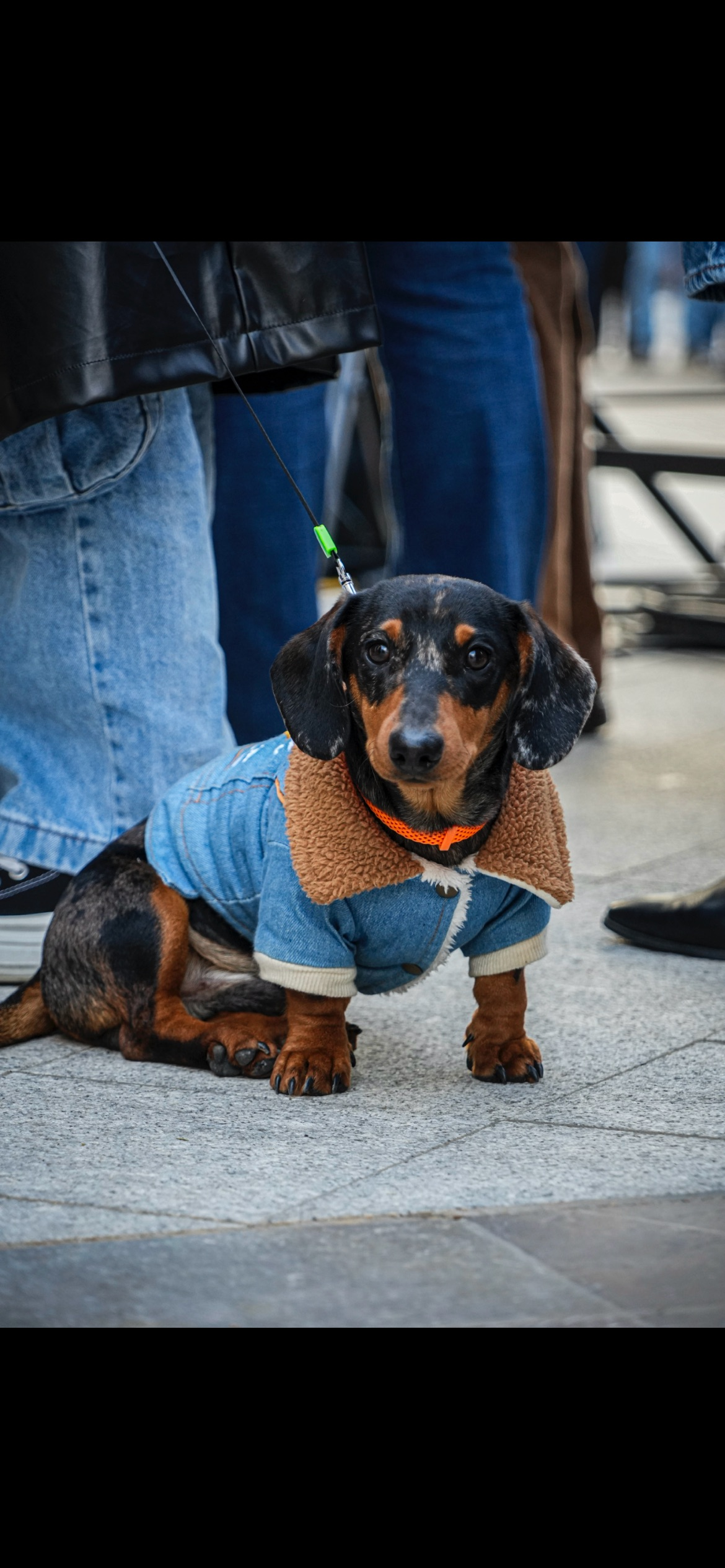 Teckel perdido en Moguer: negro con manchas