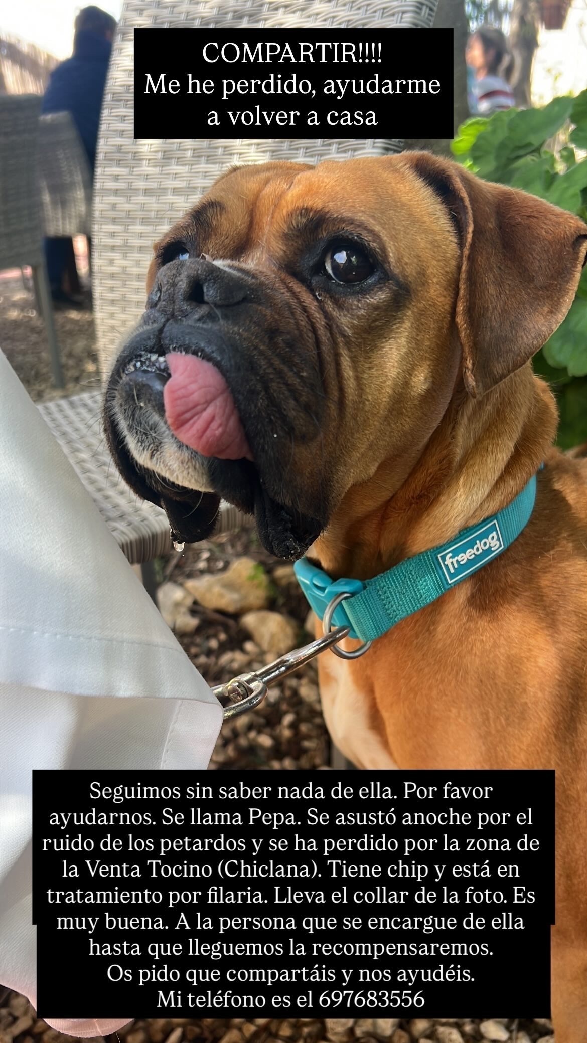 ¡Ayuda! Boxer Perdida en Chiclana de la Frontera